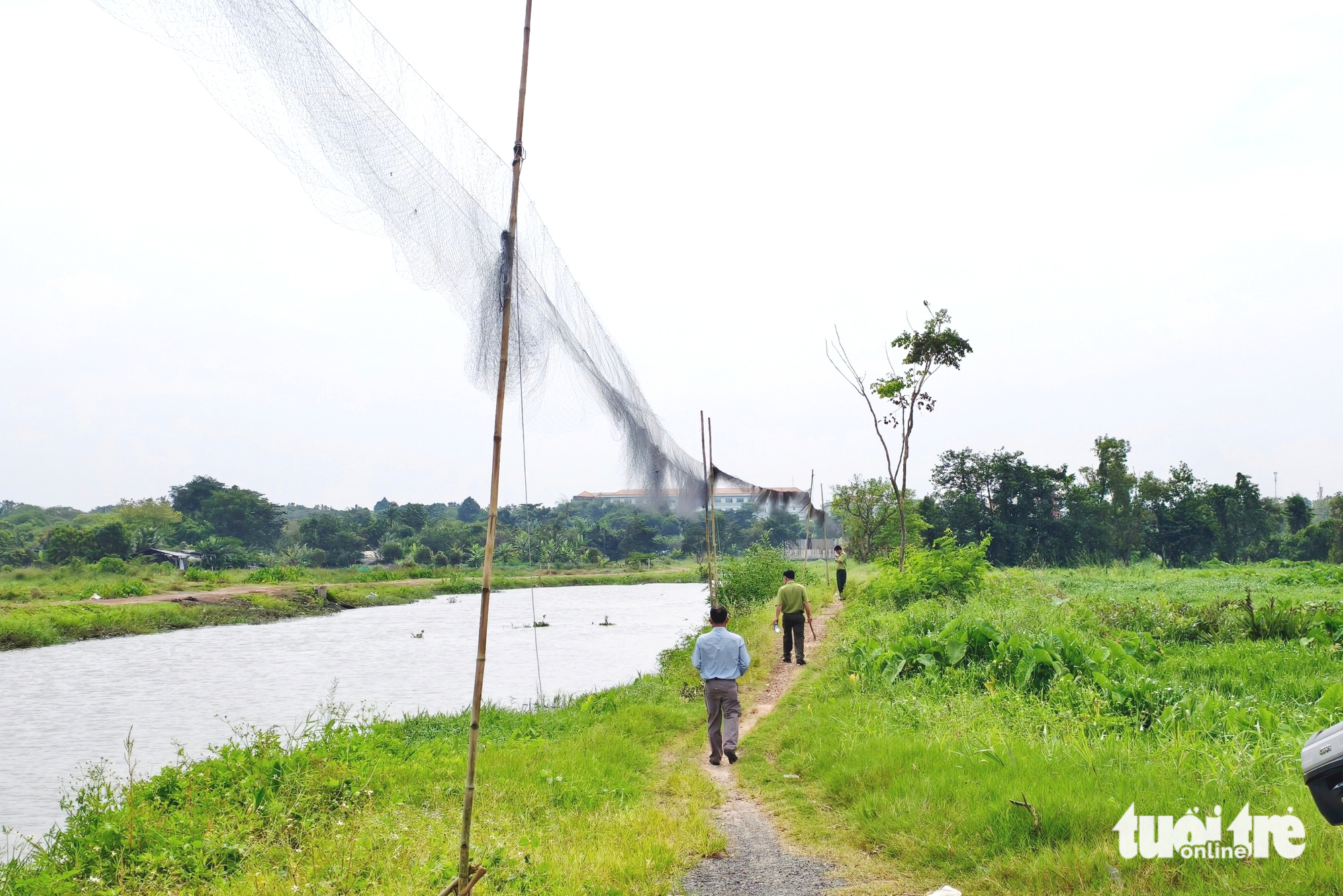 在胡志明市同盛乡拆除240米捕鸟网