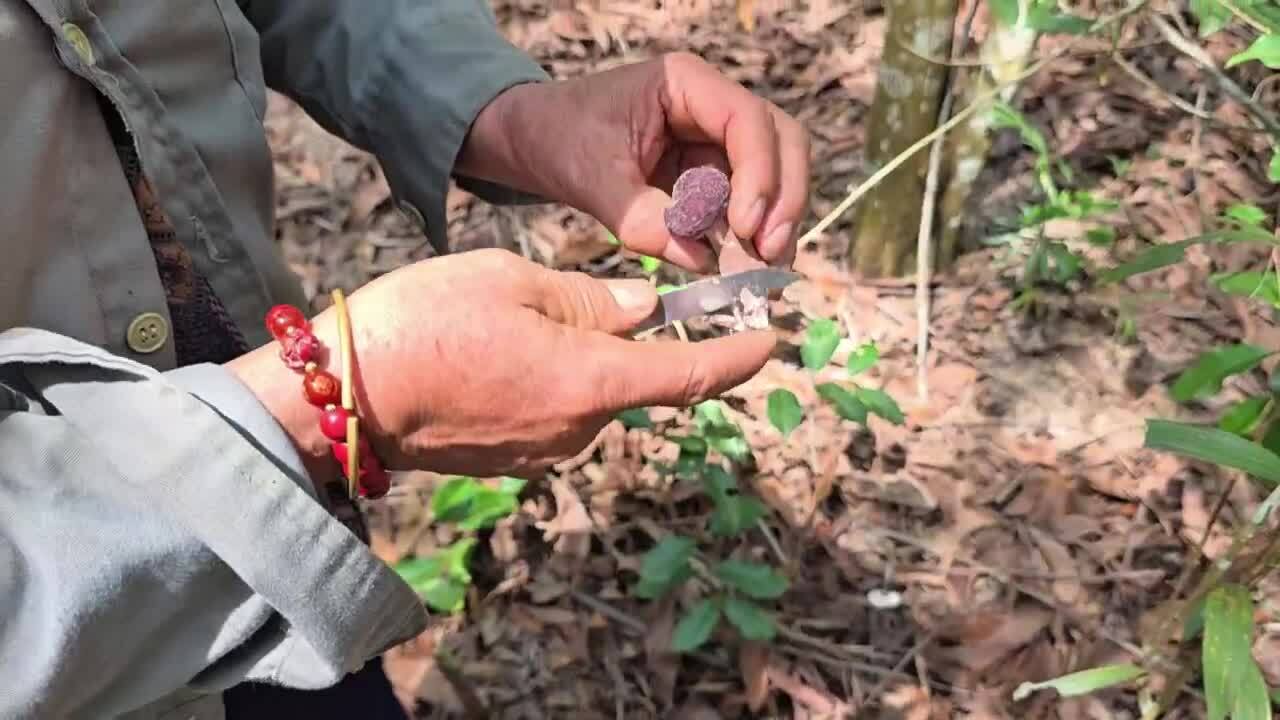进入马达森林'猎'茶蘑菇