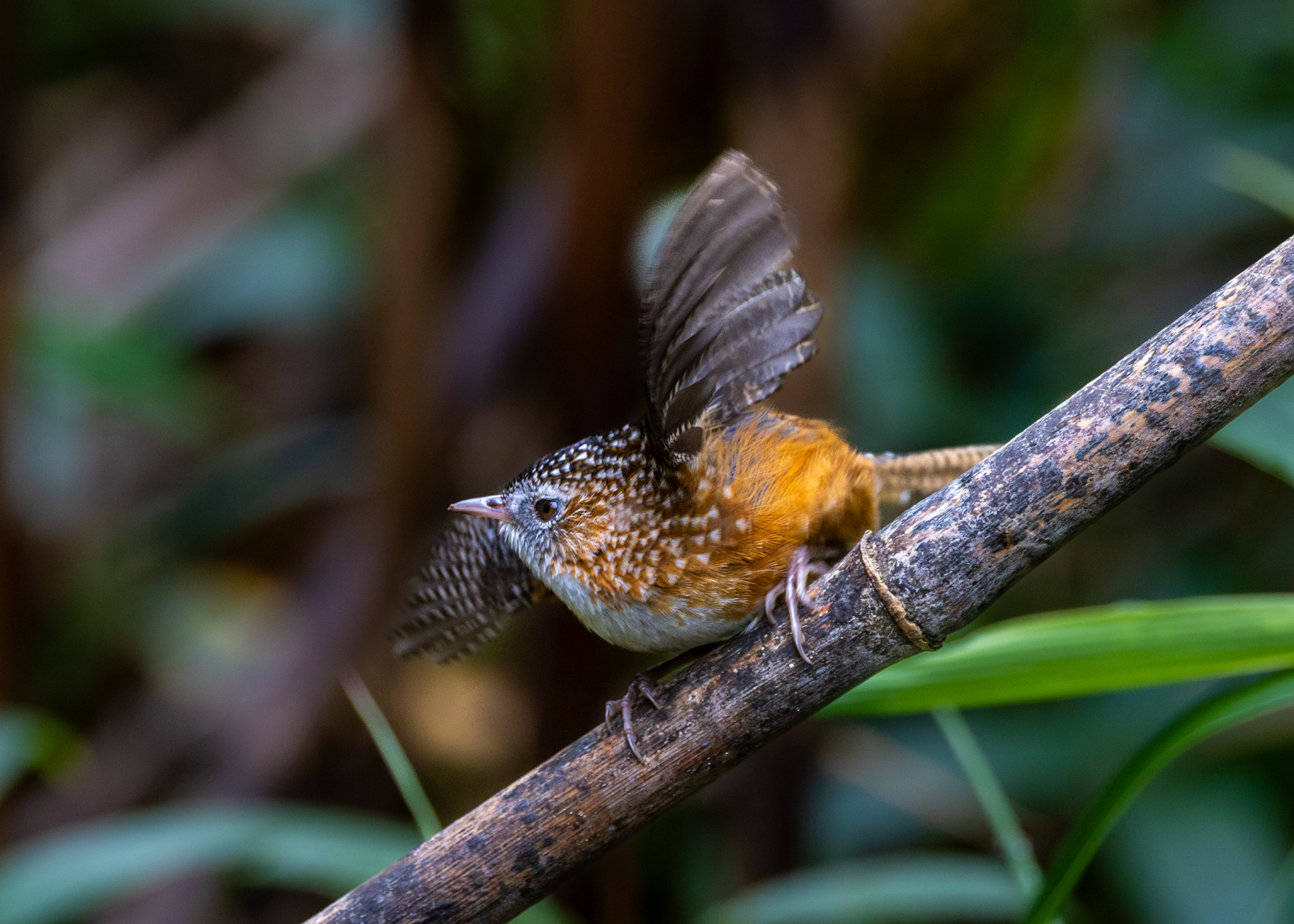 在番西邦峰上艰难寻找稀有鸟类的旅程