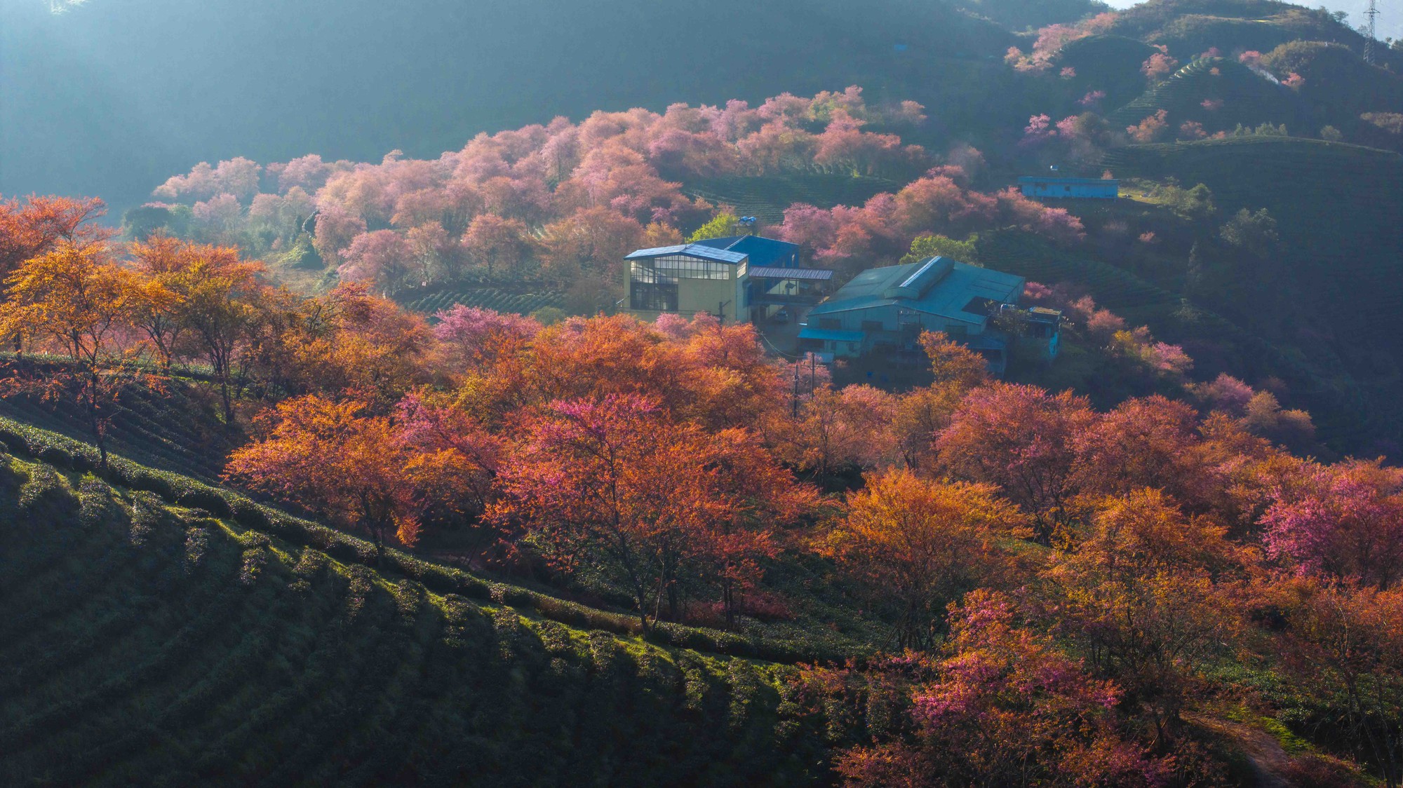 为什么北部最美的茶山樱花'森林'被挖走了？