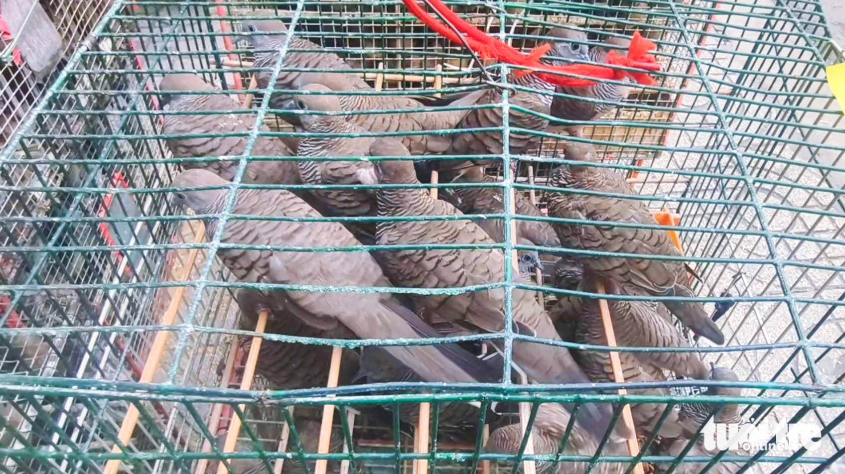 胡志明市林业部门暂扣约1000只无证路边出售的鸟类