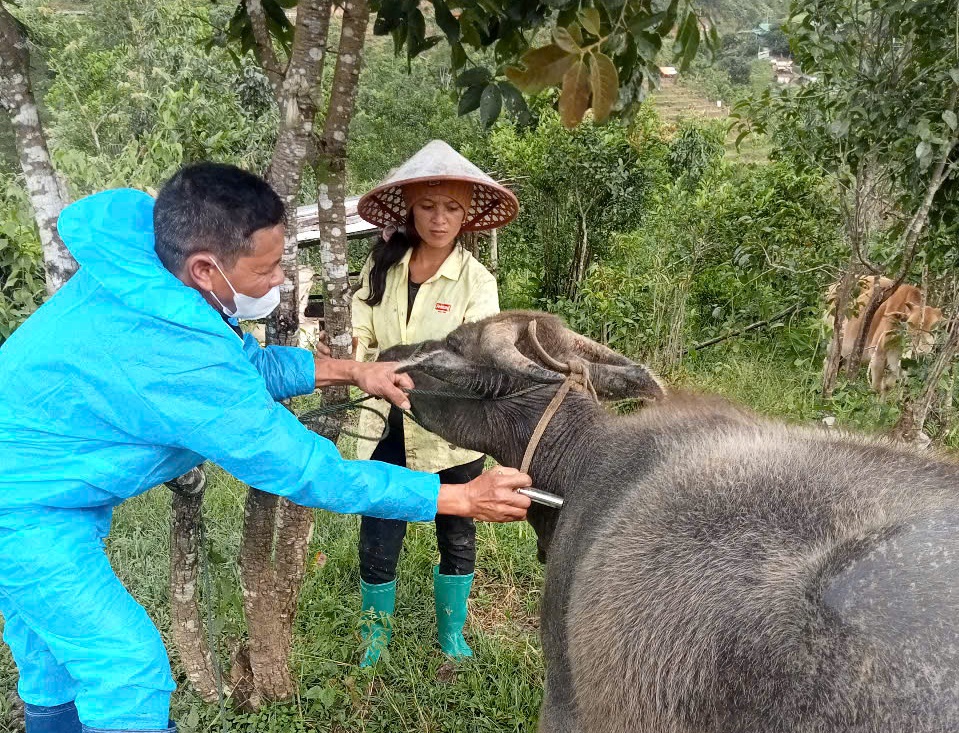 广南省正在东部扑灭猪瘟，又担心西部牛口蹄疫