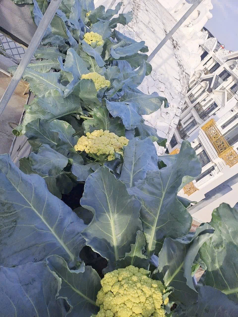 妈妈在屋顶种满南瓜架作为中秋节和万圣节礼物送给孩子