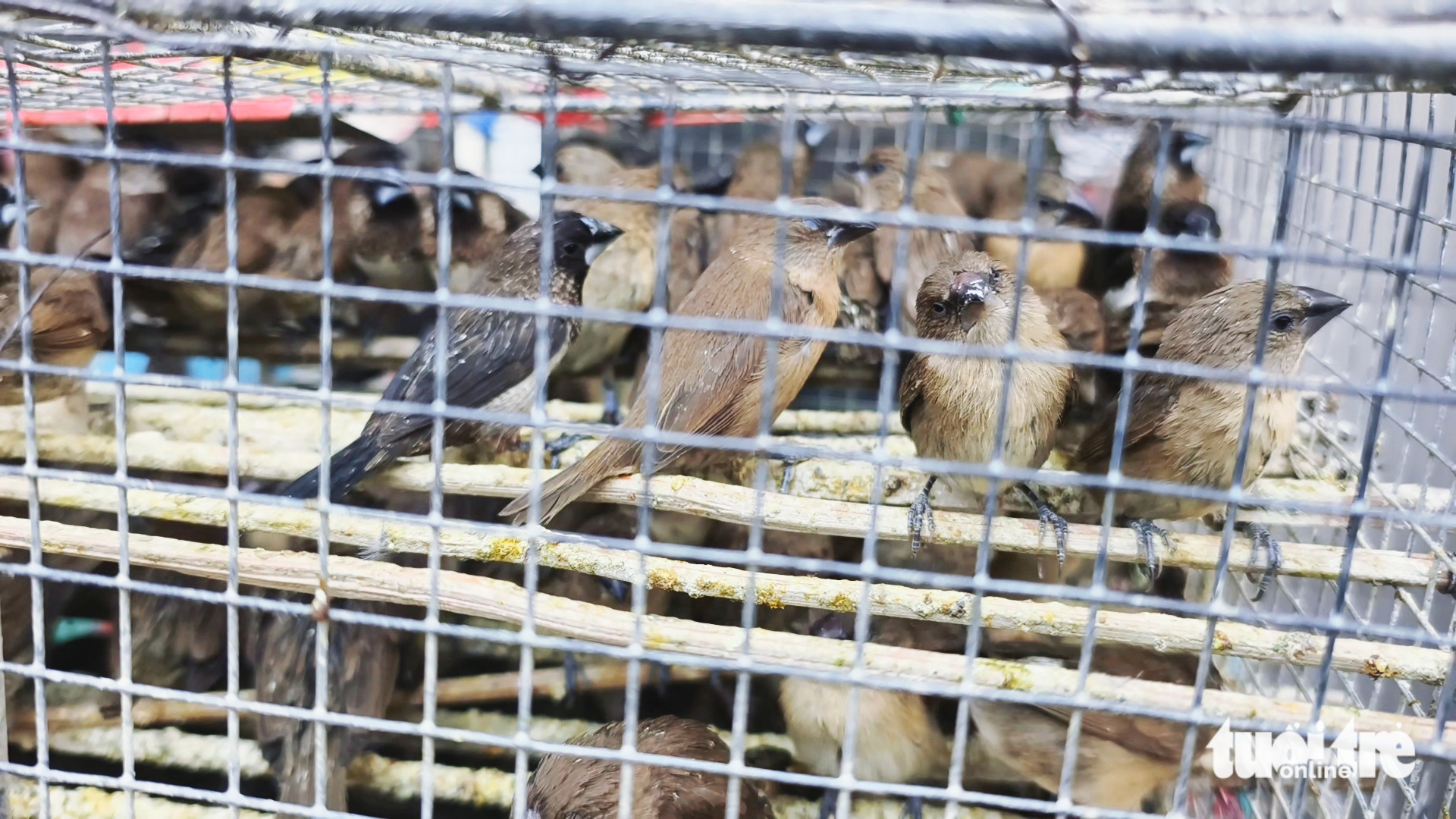 胡志明市林业部门暂扣约1000只无证路边出售的鸟类