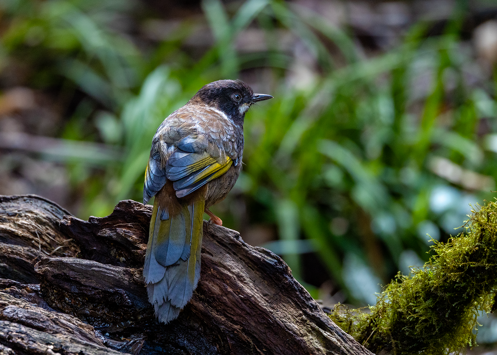 在番西邦峰上艰难寻找稀有鸟类的旅程