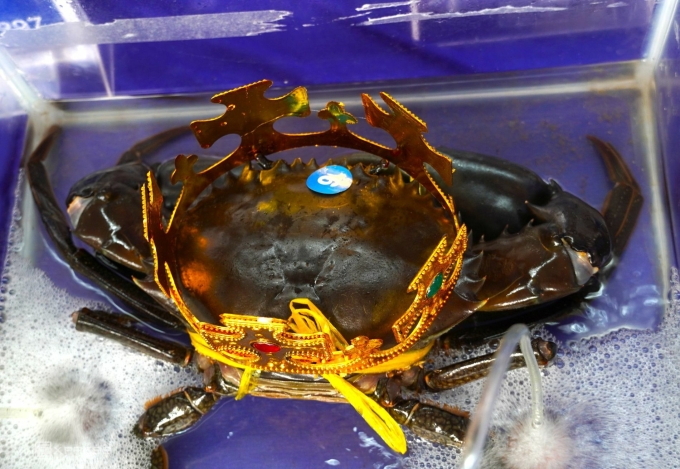 重达1.8公斤以上的螃蟹创下越南纪录