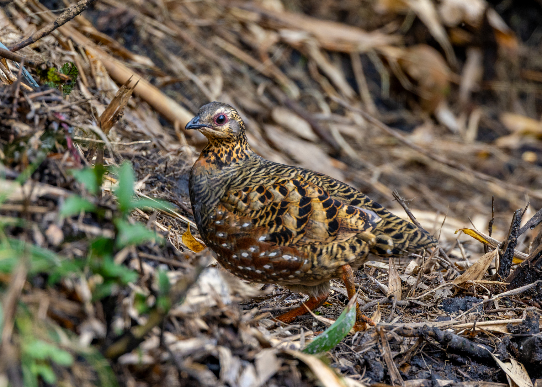 在番西邦峰上艰难寻找稀有鸟类的旅程
