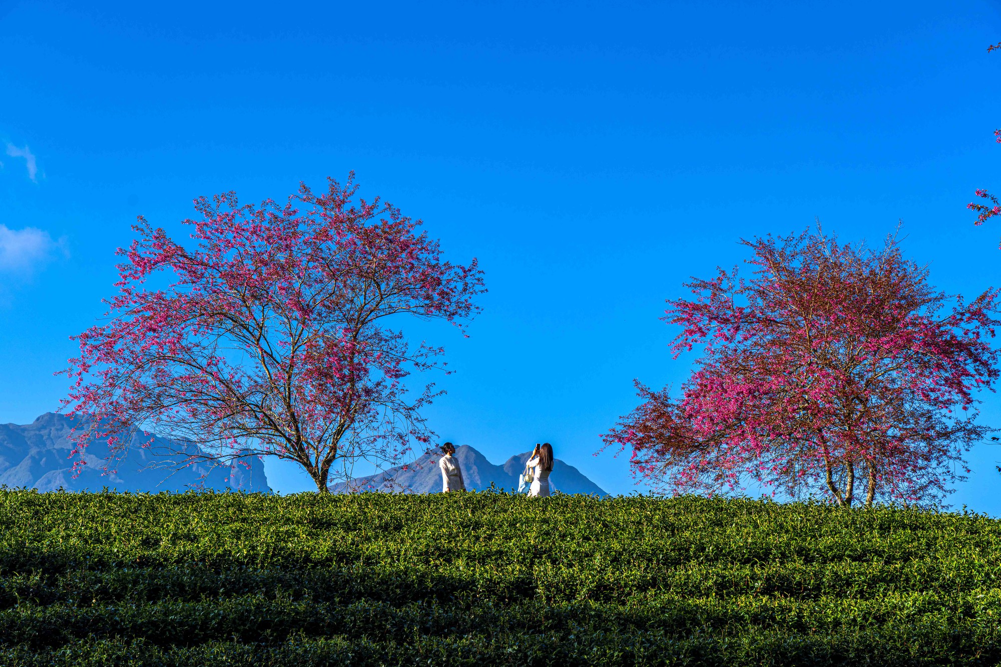 为什么北部最美的茶山樱花'森林'被挖走了？