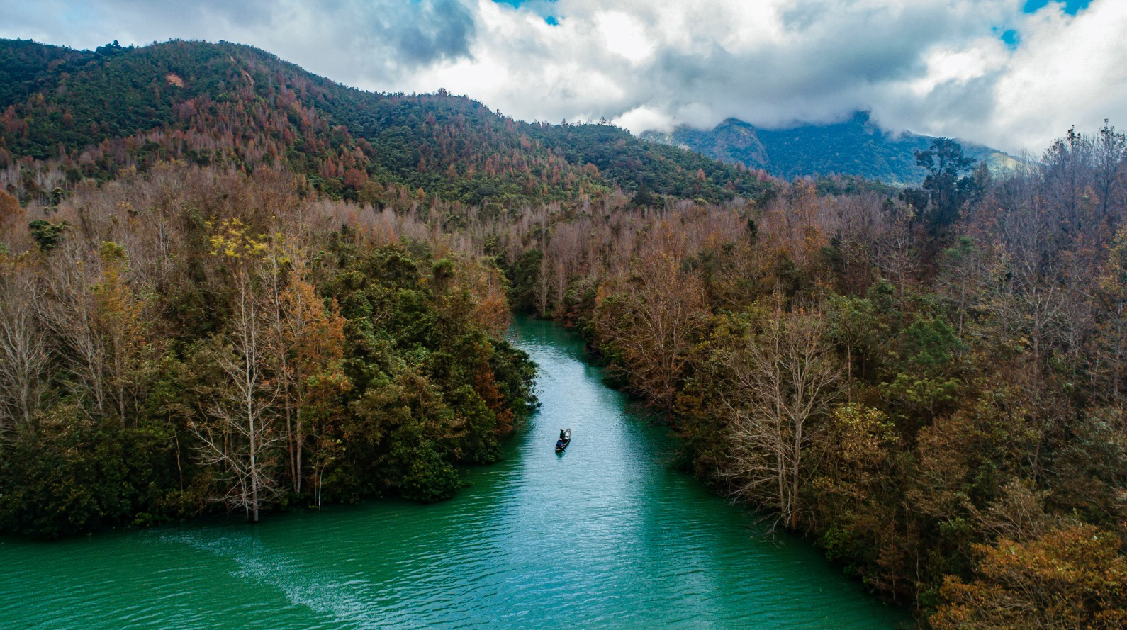 广治西部枫香叶换季的魅力