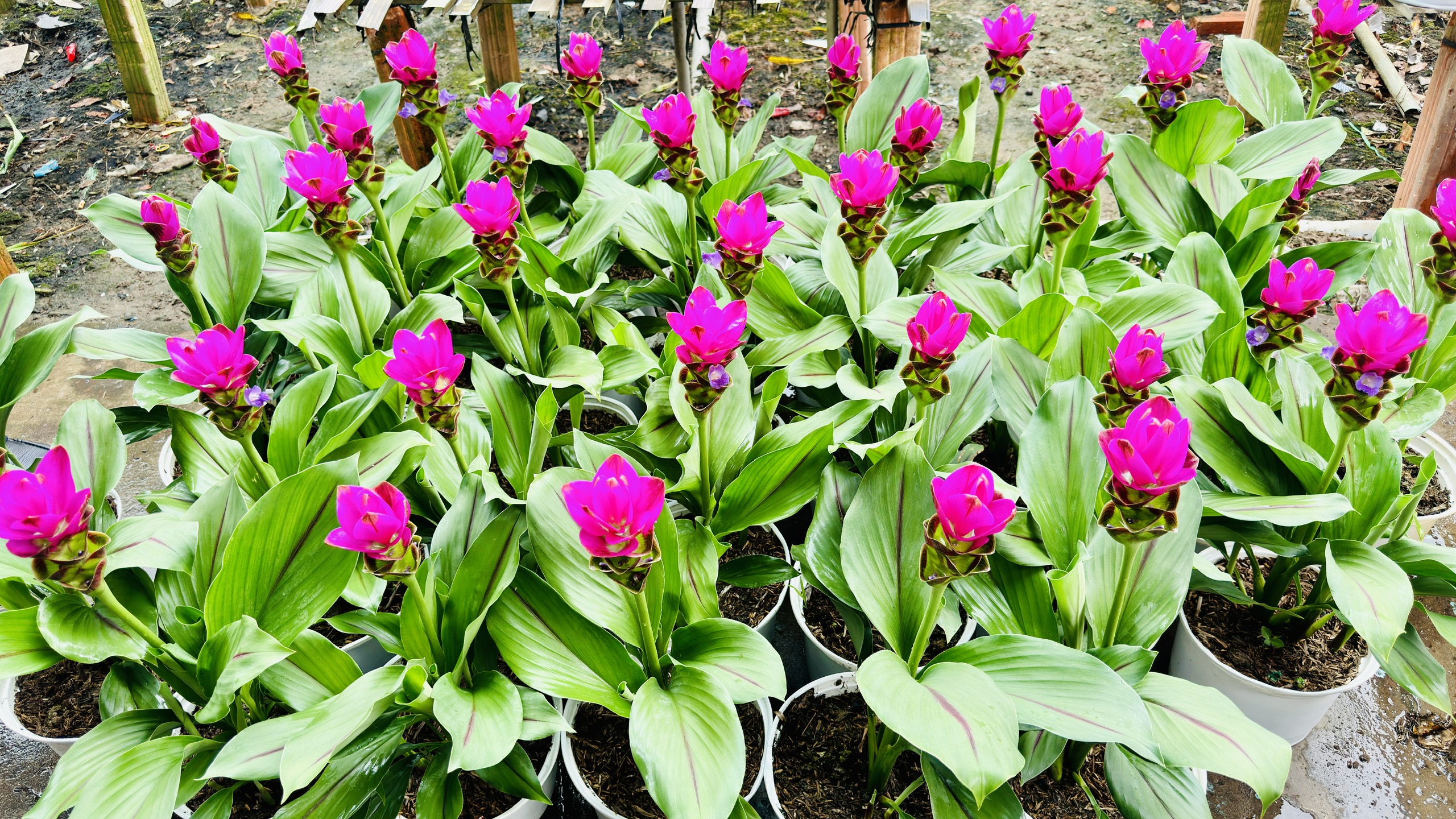沙沥花村的三色姜荷花吸引游客