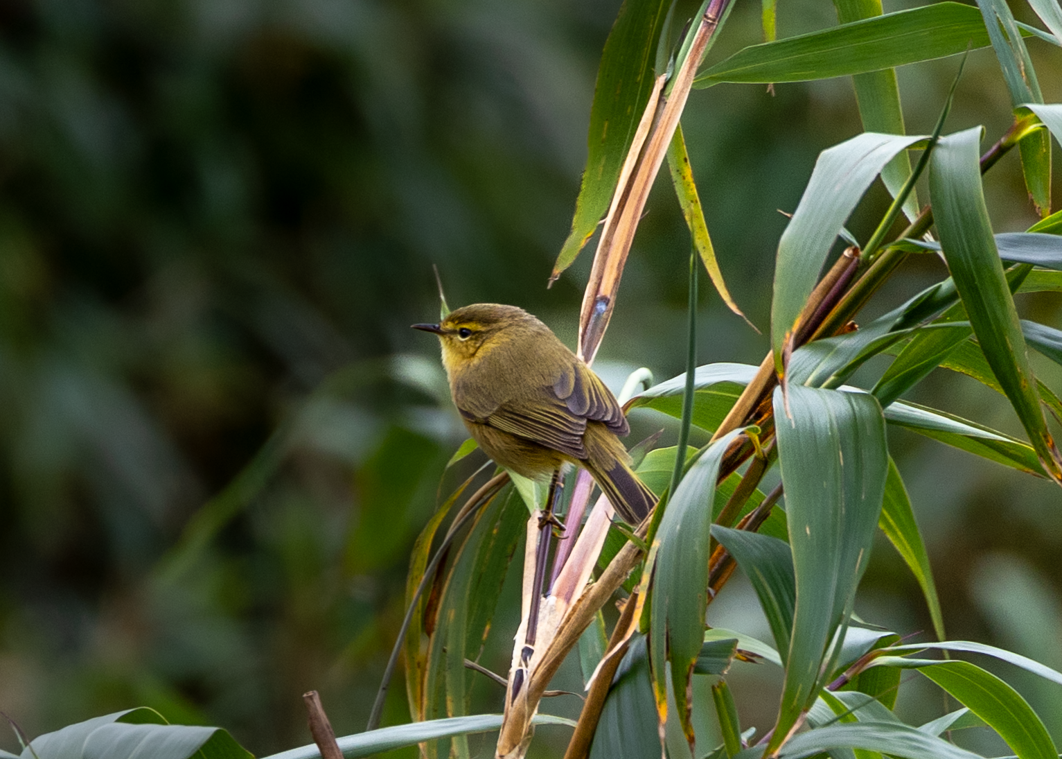 在番西邦峰上艰难寻找稀有鸟类的旅程