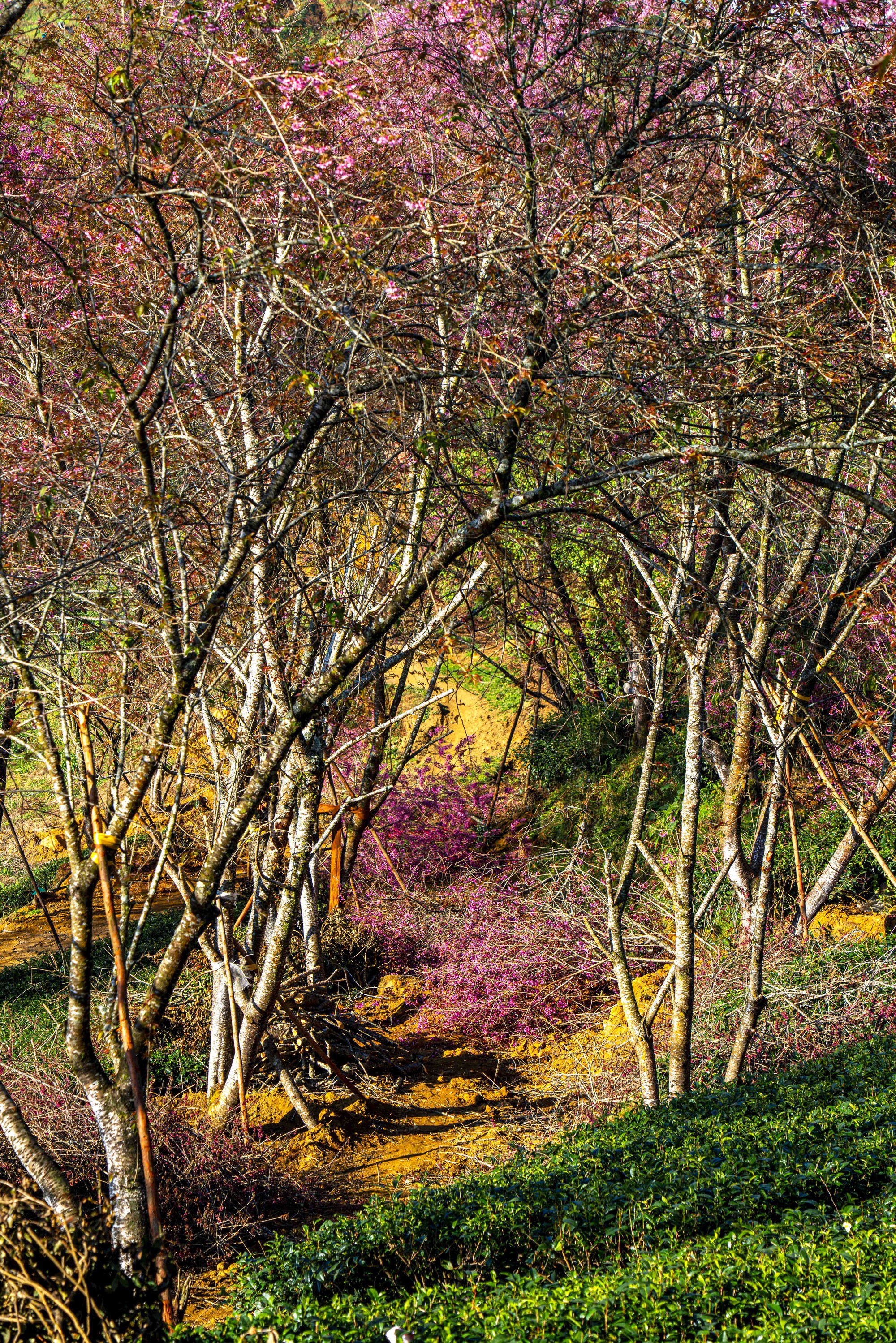 为什么北部最美的茶山樱花'森林'被挖走了？