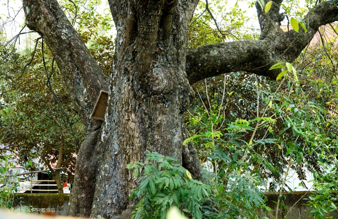 胡朝城墙旁两棵600多年的古柿树