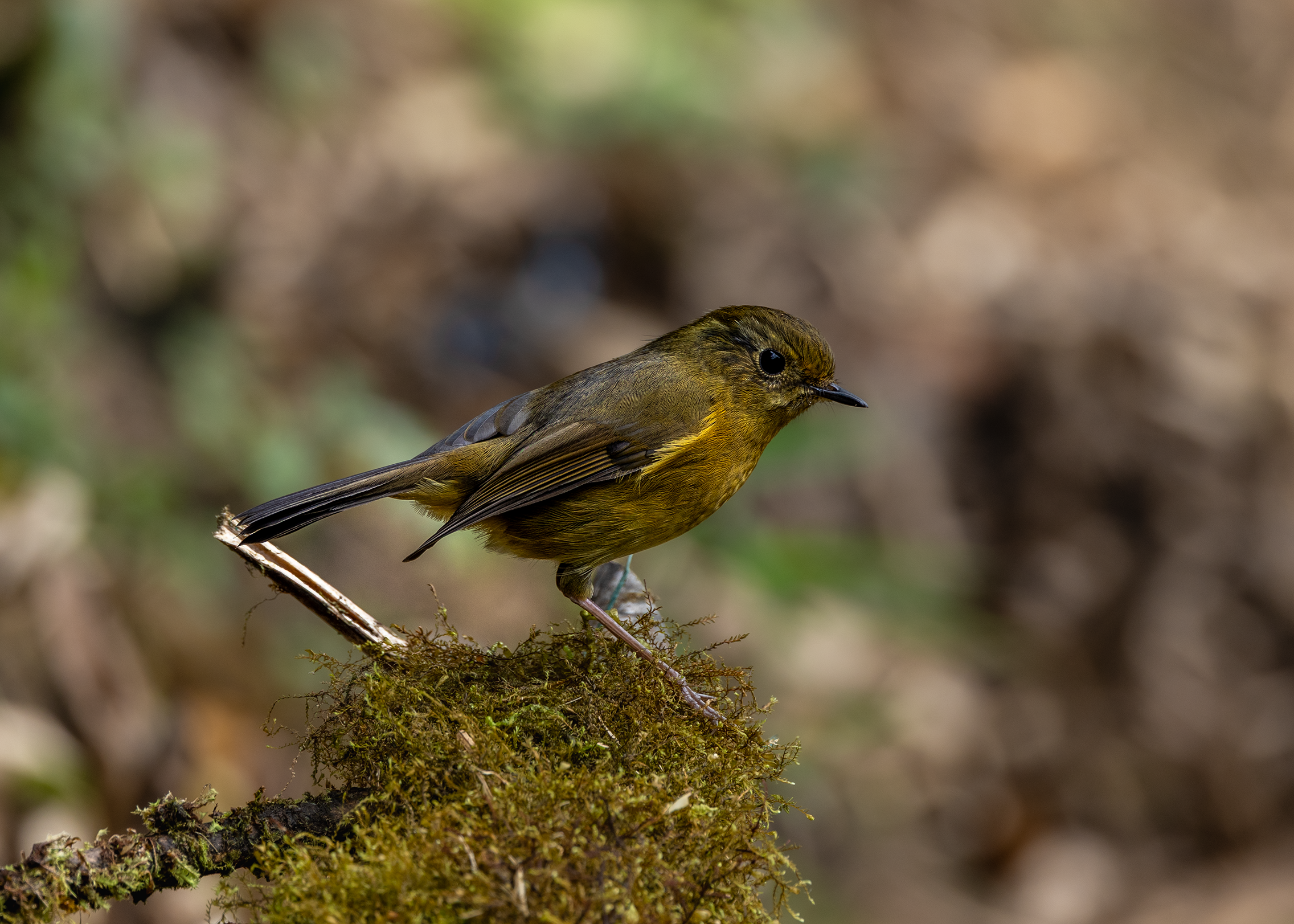 在番西邦峰上艰难寻找稀有鸟类的旅程