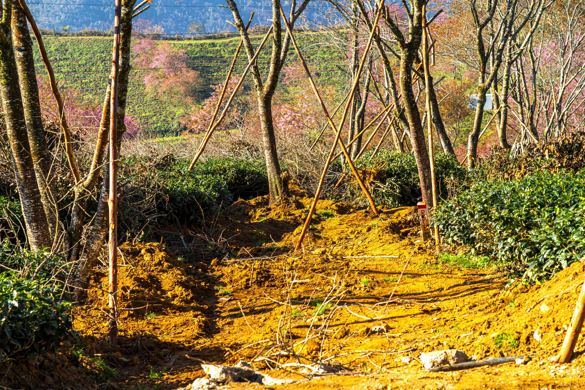 为什么北部最美的茶山樱花'森林'被挖走了？