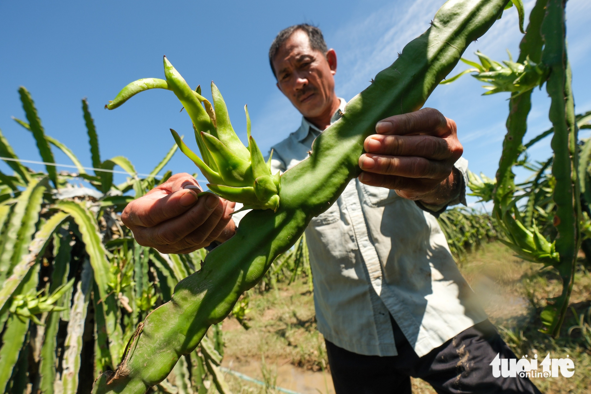平顺火龙果园因洪水而损失惨重