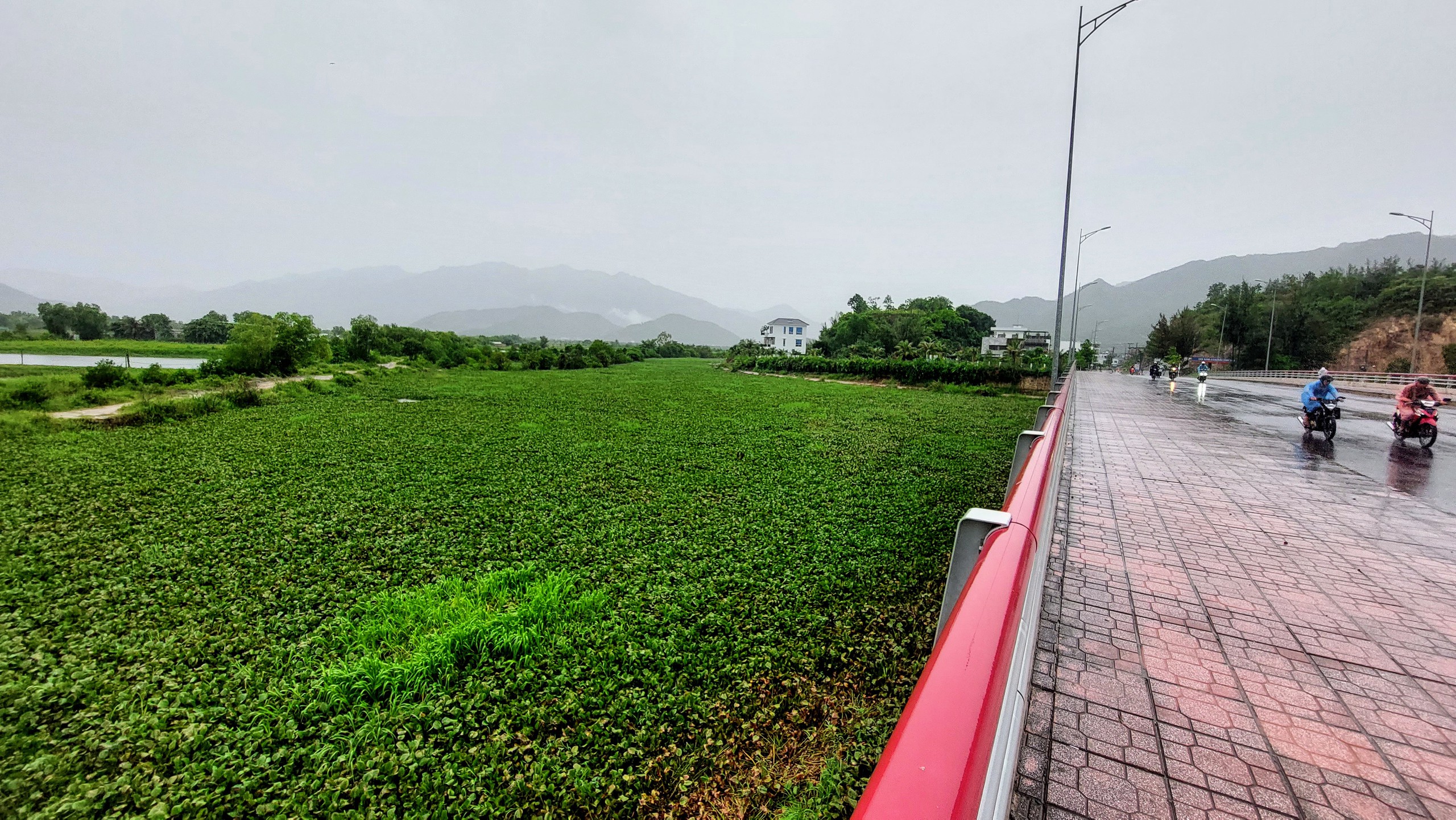 芽庄塔克河多项防洪项目，但塔克河正变成'浮萍河'