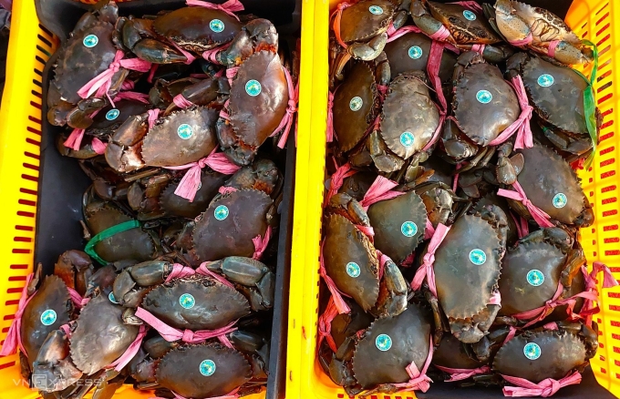 金瓯省建设5万公顷海蟹养殖区服务出口