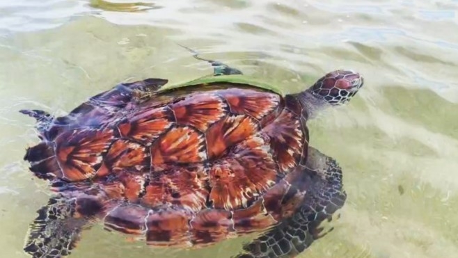将珍稀海龟放归后滩海域