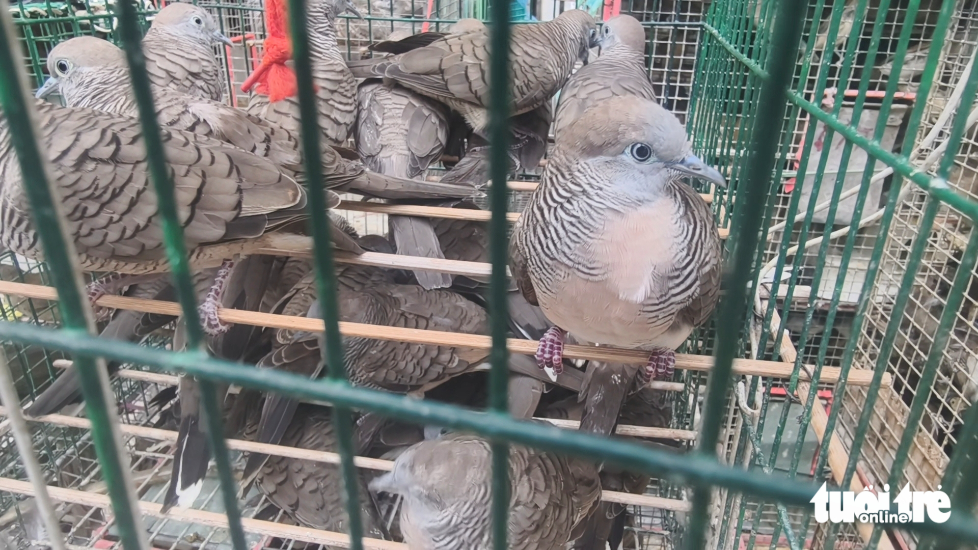 5人因无合法文件出售1000只鸟被罚款700万越南盾