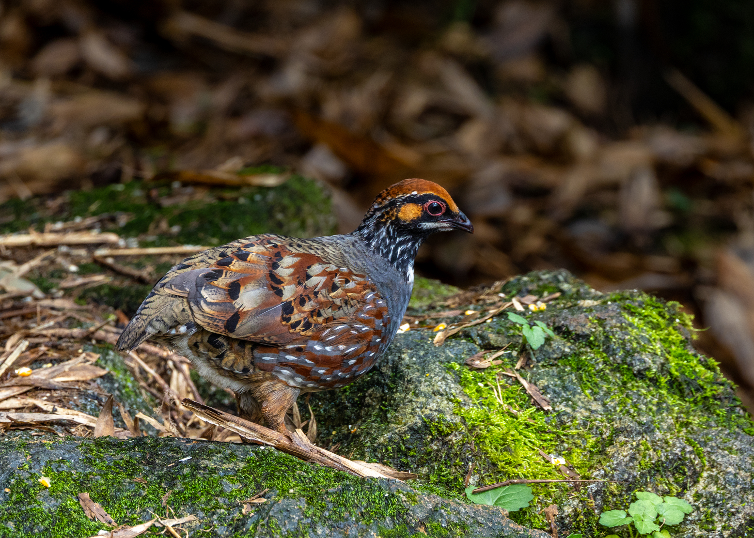 在番西邦峰上艰难寻找稀有鸟类的旅程