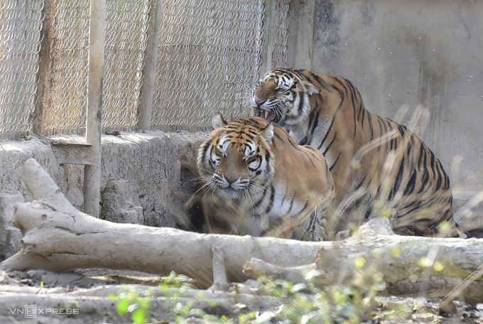 制定清化省老虎群移交河内动物园方案