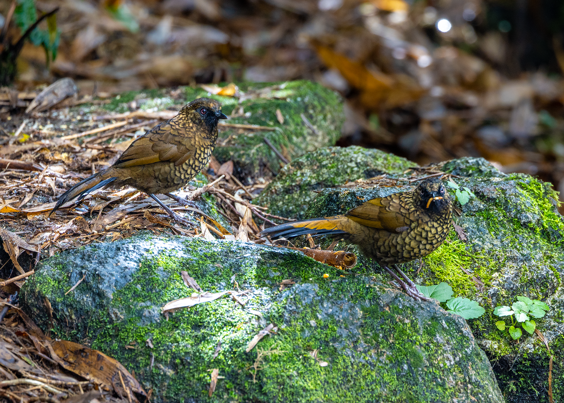 在番西邦峰上艰难寻找稀有鸟类的旅程