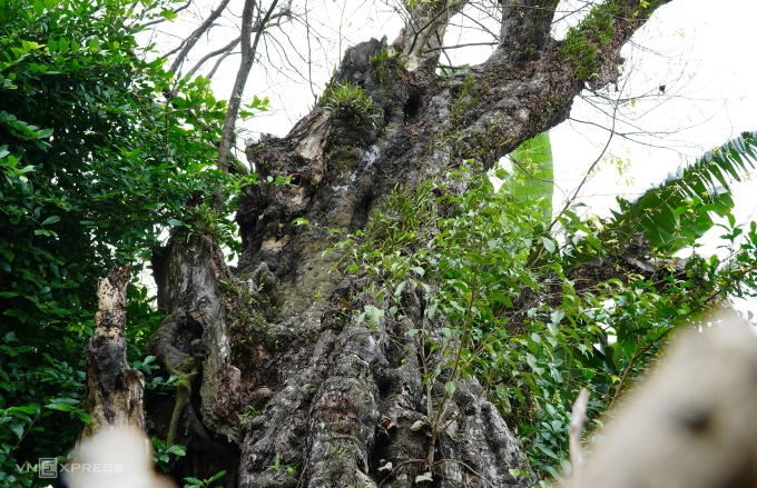 胡朝城墙旁两棵600多年的古柿树