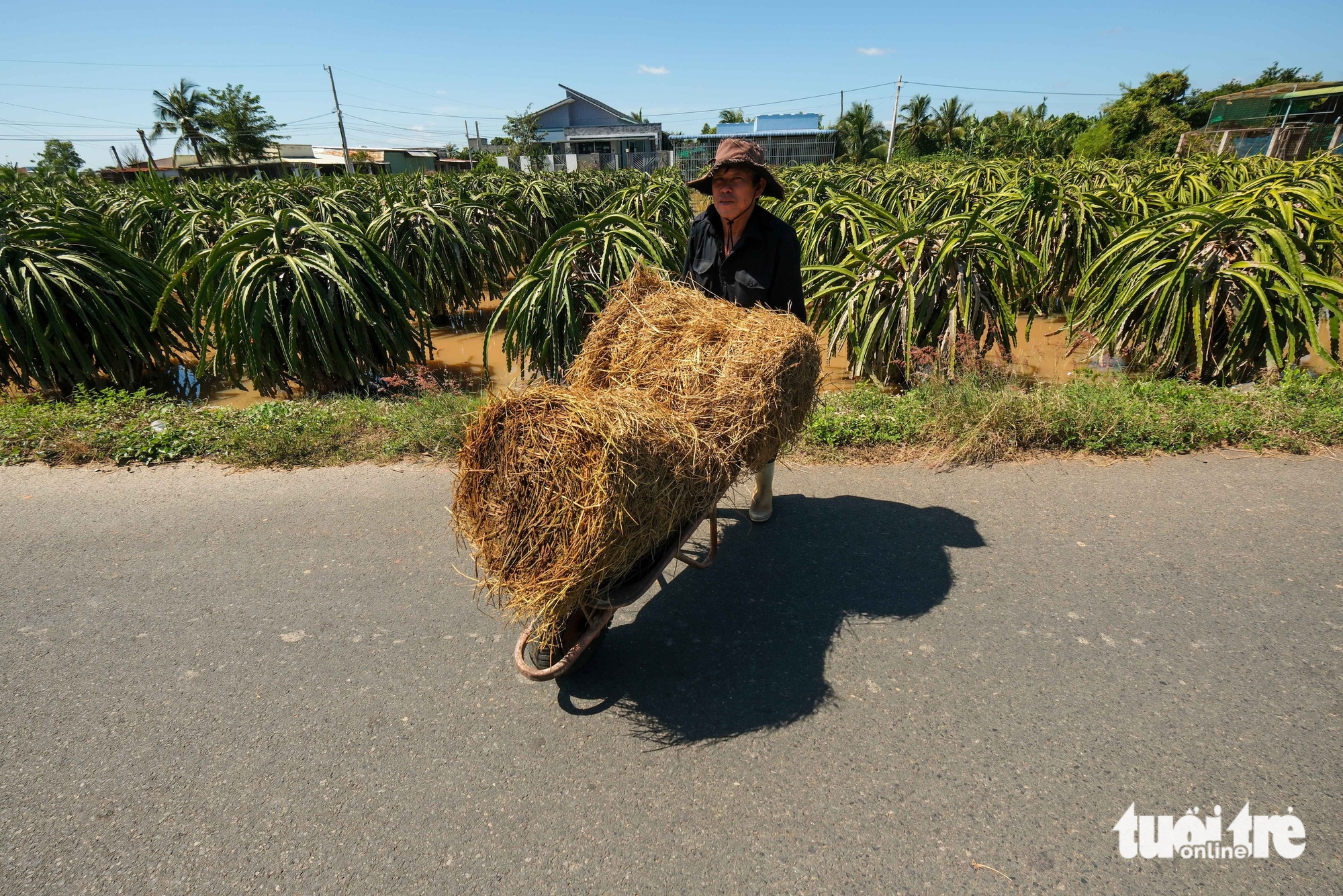 平顺火龙果园因洪水而损失惨重
