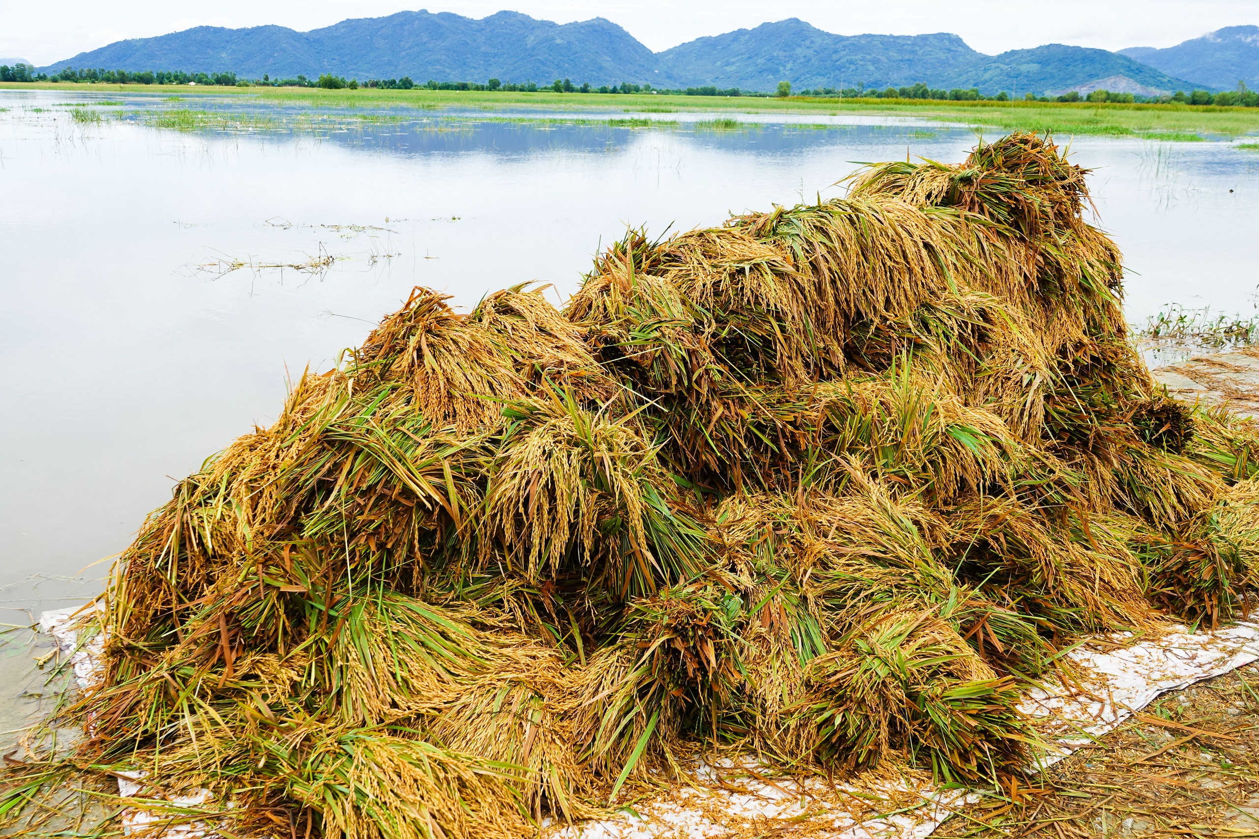 水深淹没，成熟稻谷倒伏田间，安江乡亲逐穗抢收稻谷