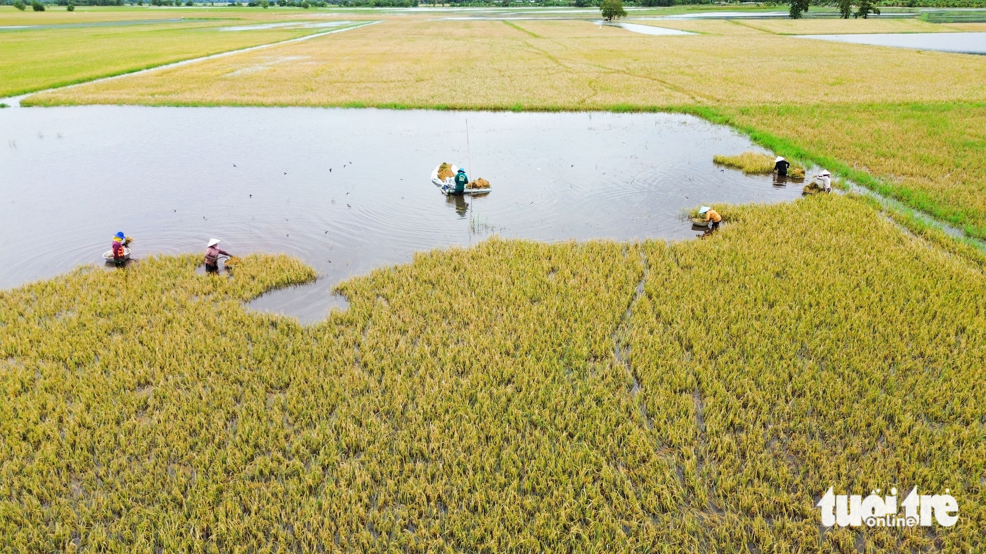 水深淹没，成熟稻谷倒伏田间，安江乡亲逐穗抢收稻谷