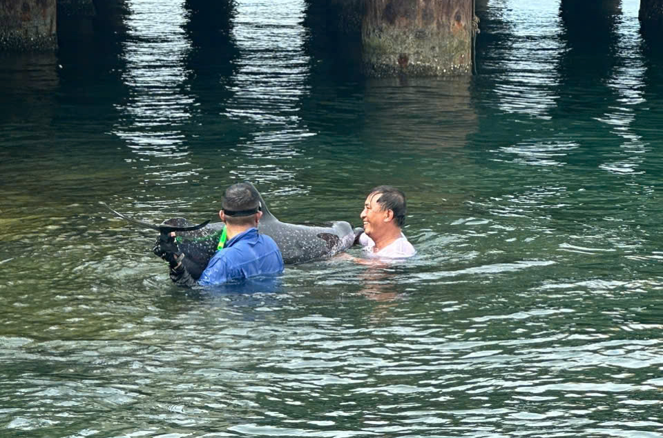 首次发现并解救在仙沙港搁浅的海豚