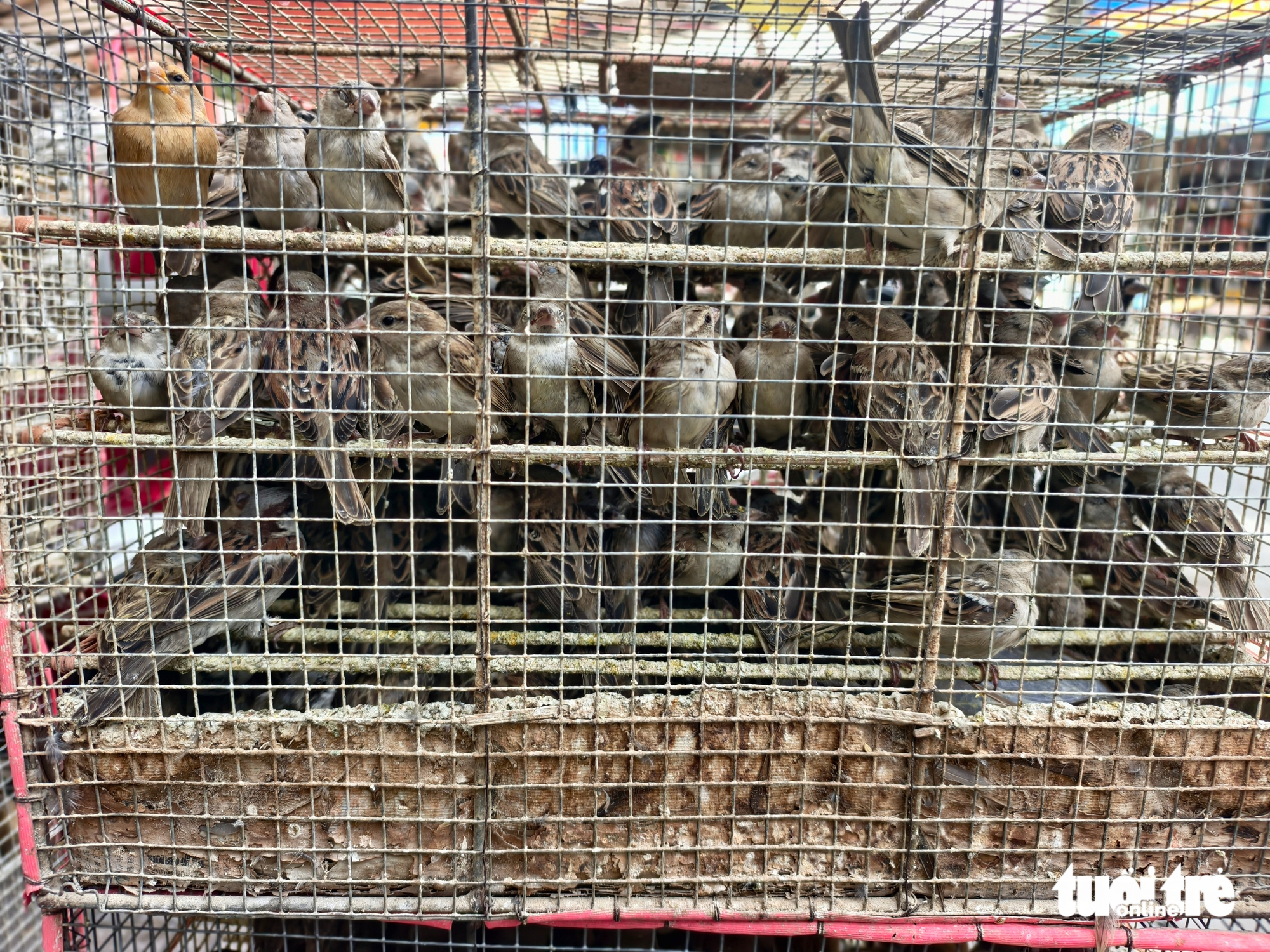 5人因无合法文件出售1000只鸟被罚款700万越南盾