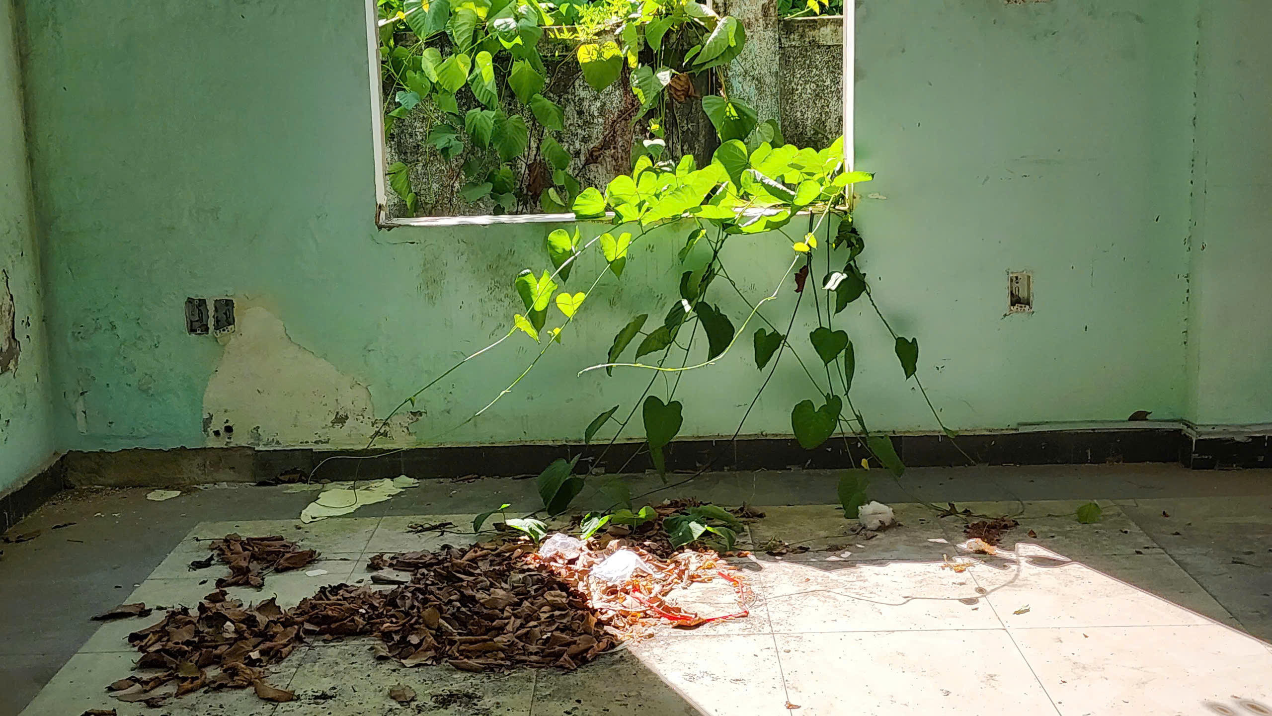 顺化市规划建设院总部荒废，成为吸毒场所