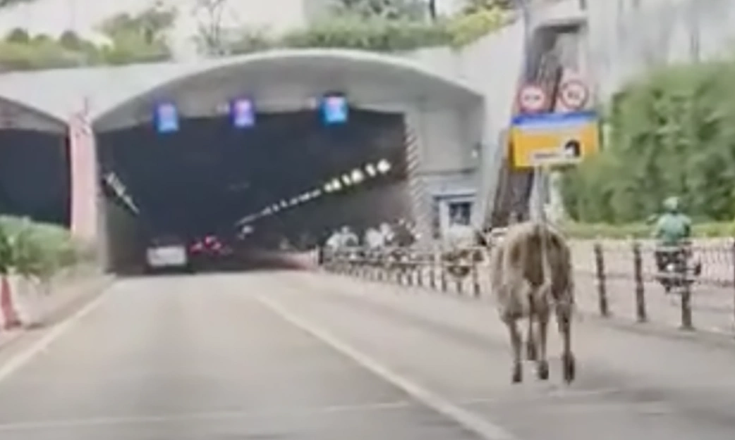 牛跑进西贡河隧道