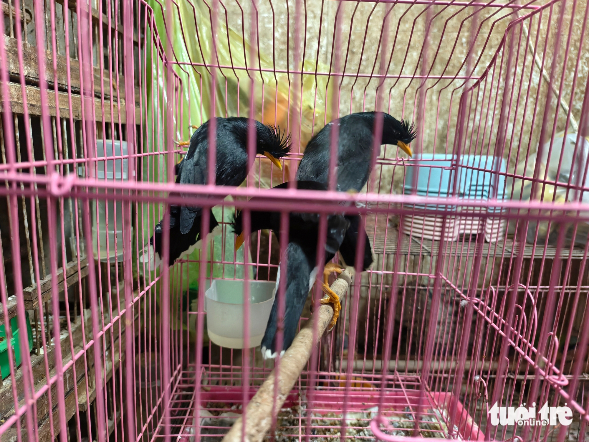 发现341只观赏鸟在商店中无合法记录