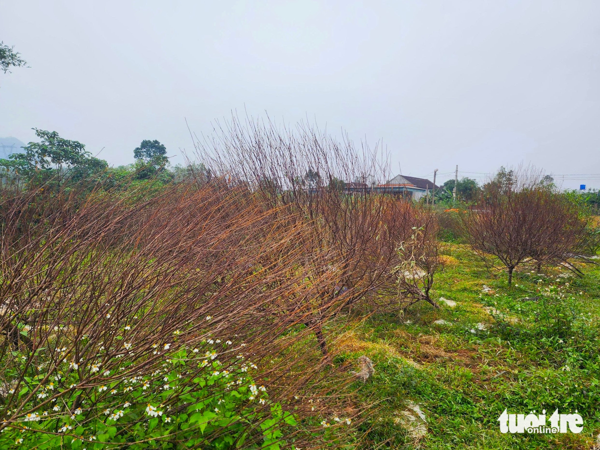 河静省桃花之都居民因桃花大规模死亡而担心失去春节收成