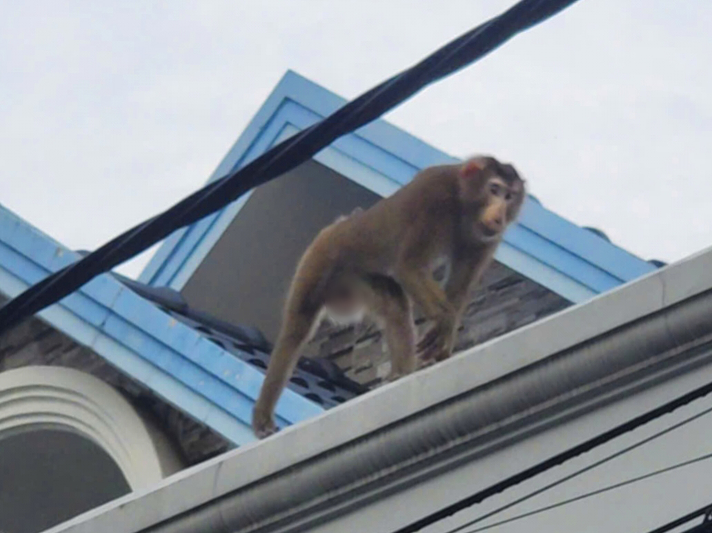 捕获在霍门咬伤两人的逃脱猪尾猴