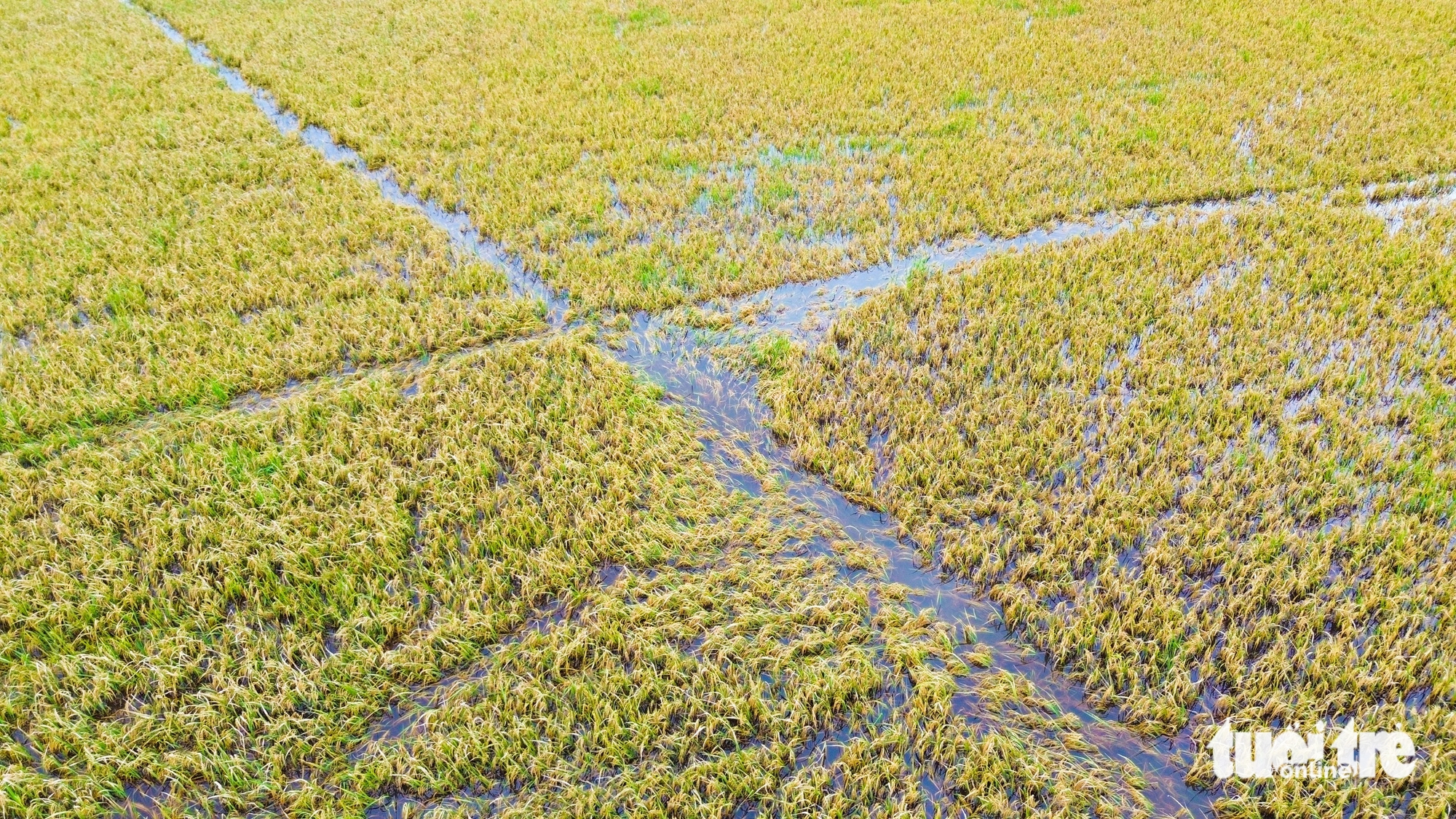 水深淹没，成熟稻谷倒伏田间，安江乡亲逐穗抢收稻谷
