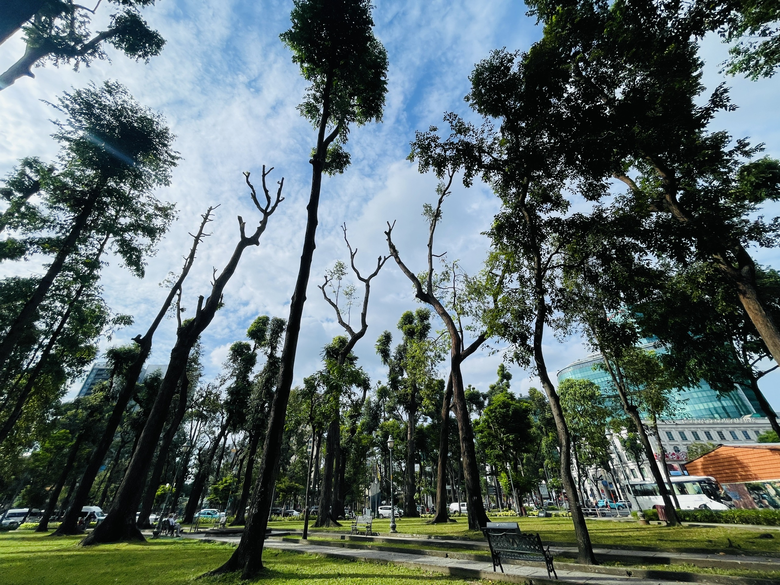 胡志明市：为何30-4公园的树木被修剪得像电线杆一样光秃秃的？