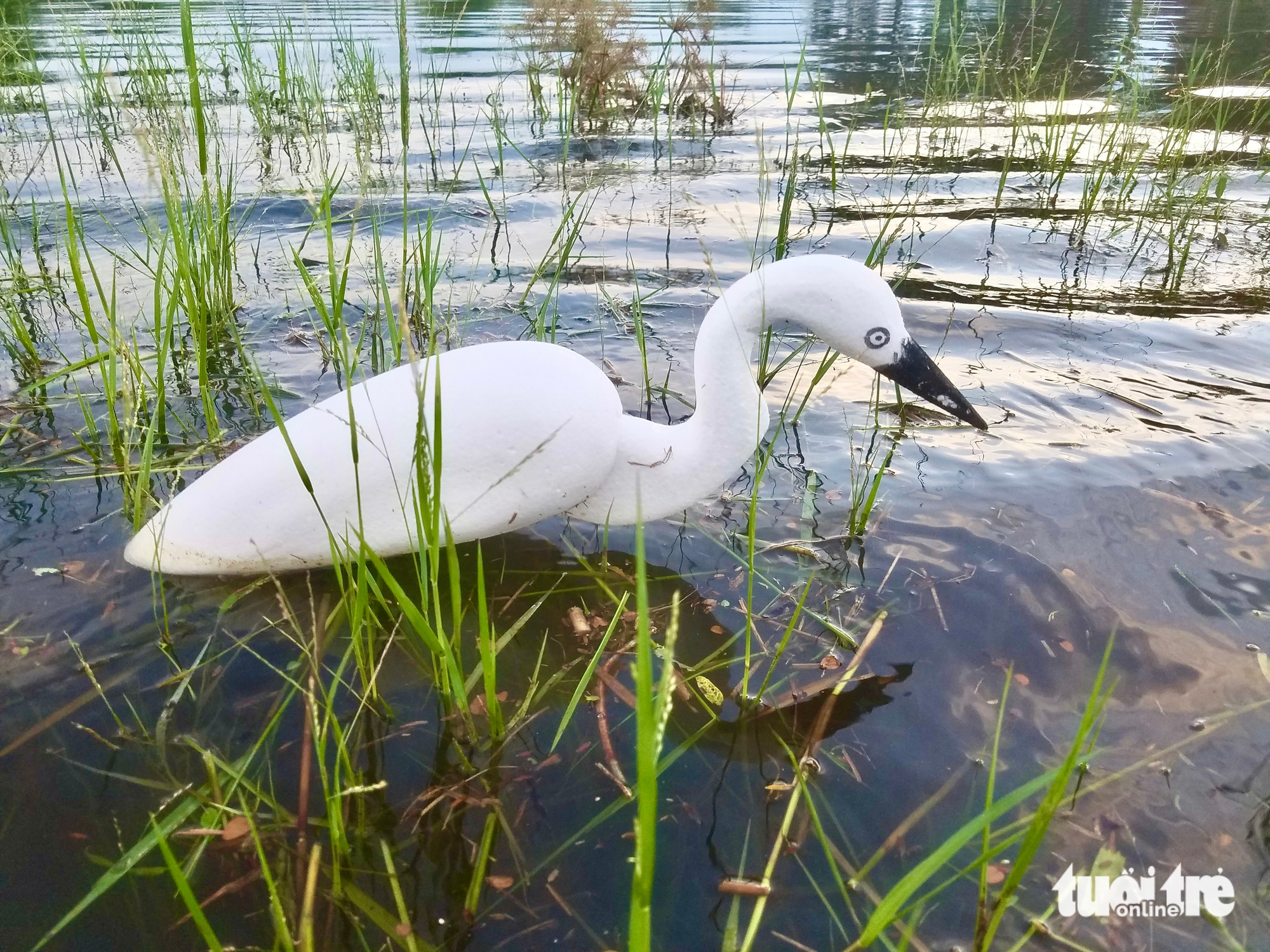 鸟类在迁徙路上的悲惨死亡