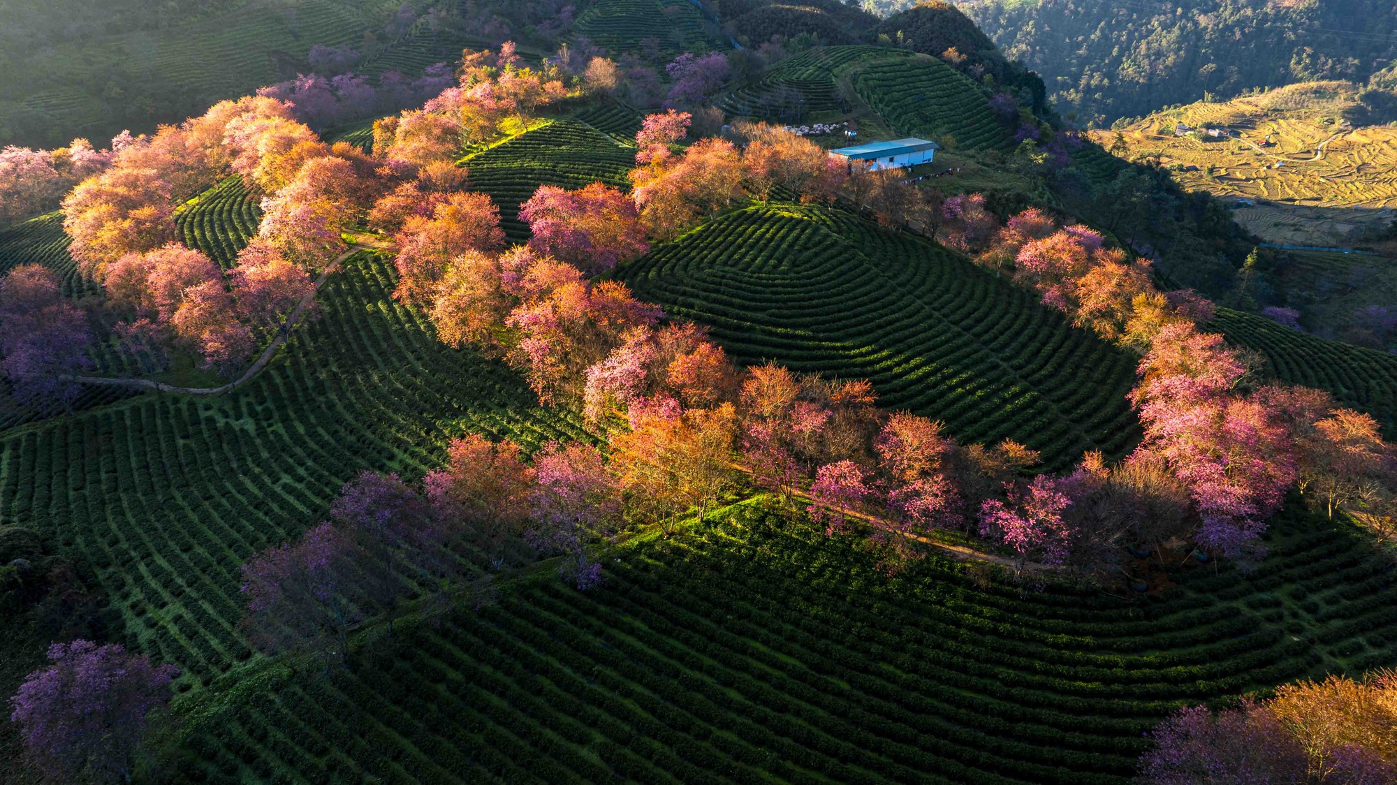 为什么北部最美的茶山樱花'森林'被挖走了？