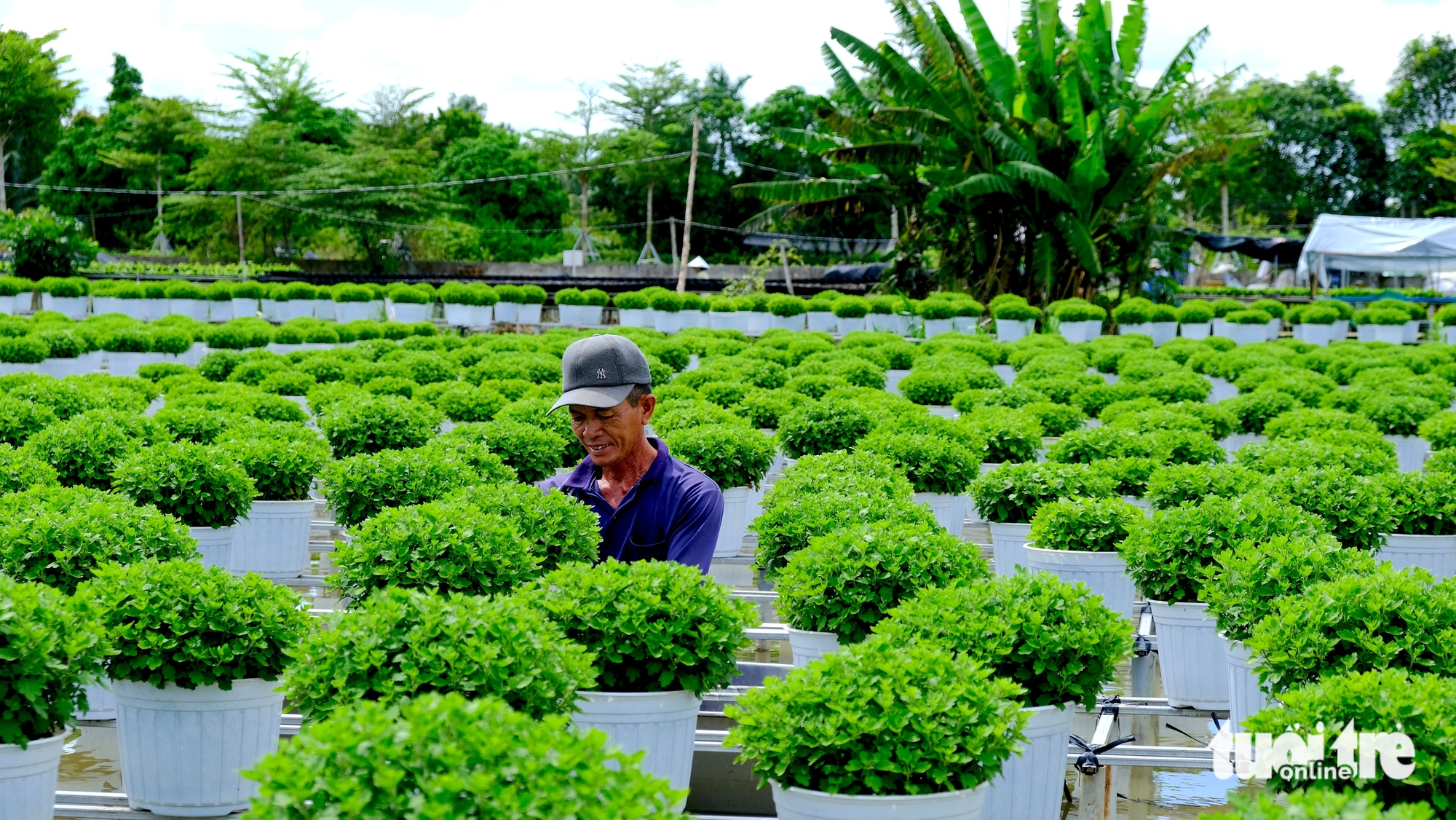 第二届沙沥花卉盆景节为绿色经济和农业旅游带来机遇