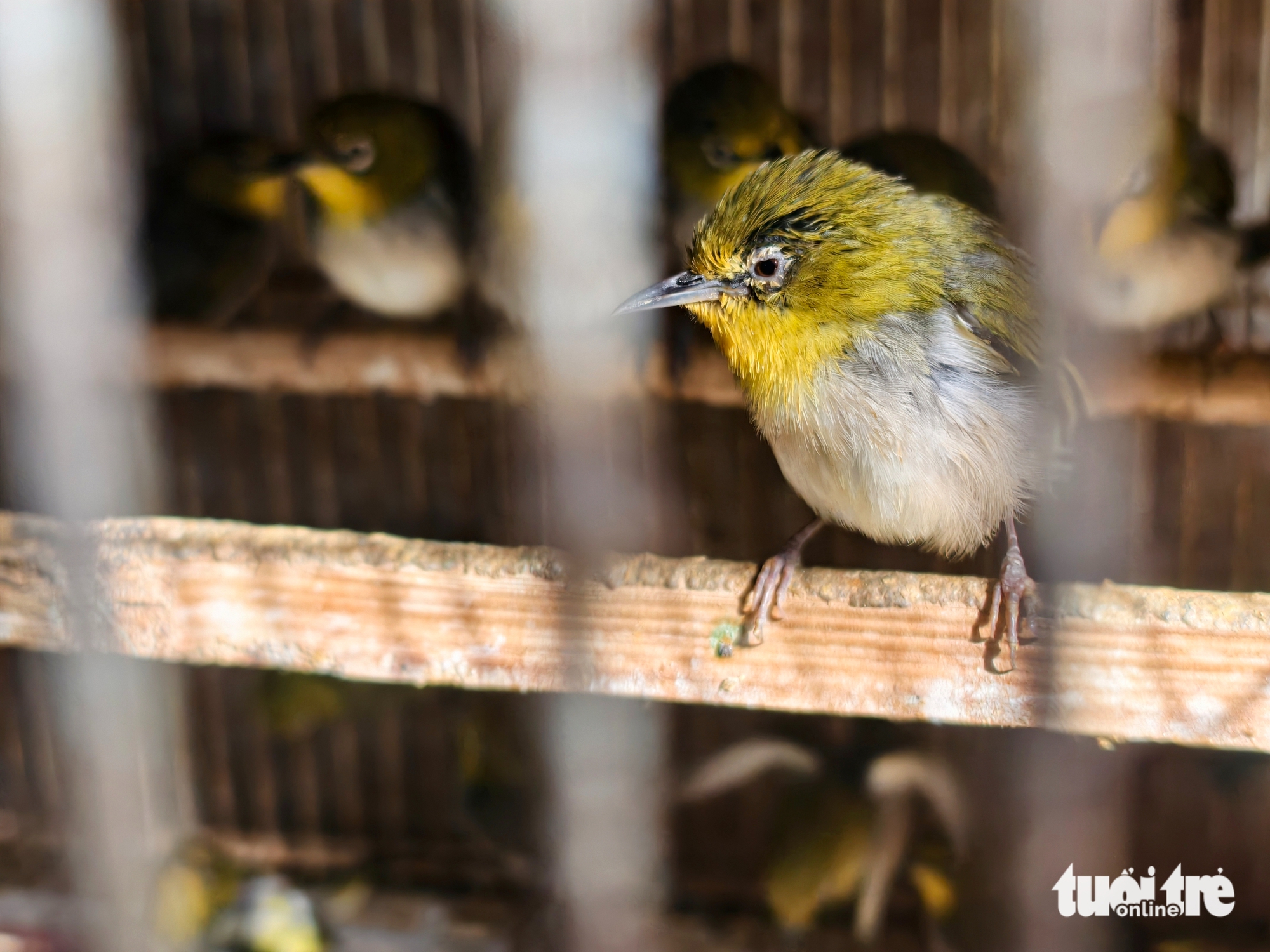 发现341只观赏鸟在商店中无合法记录