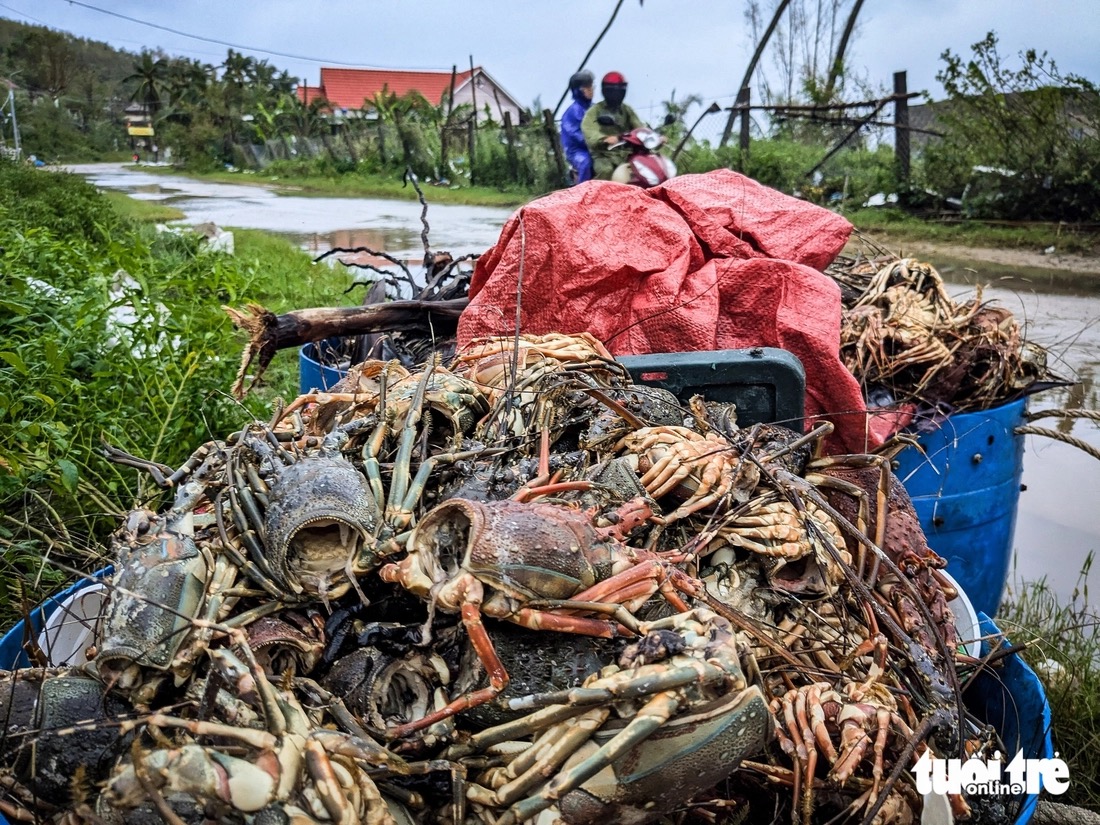 越南龙虾面临洪水和出口新规的挑战
