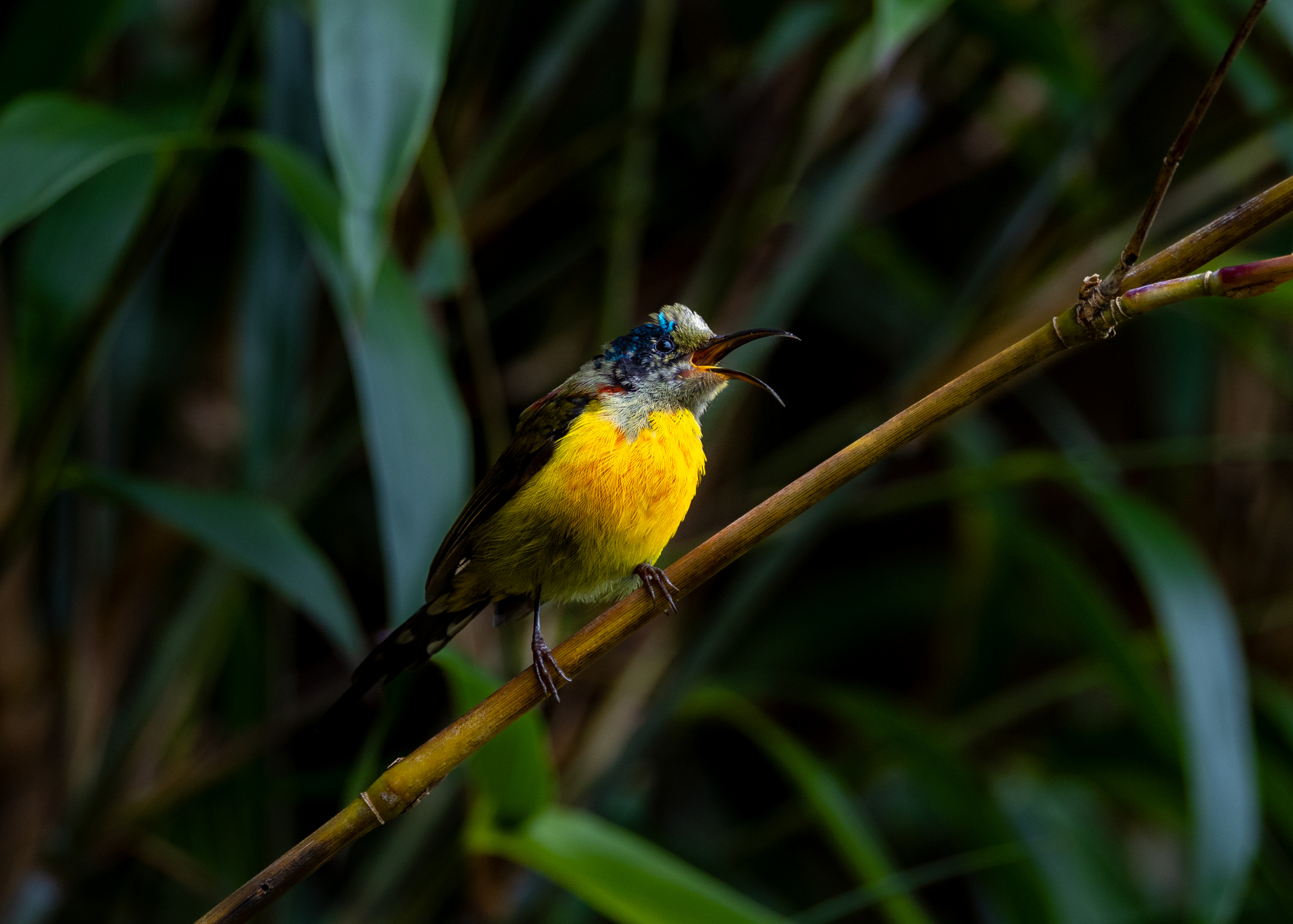 在番西邦峰上艰难寻找稀有鸟类的旅程