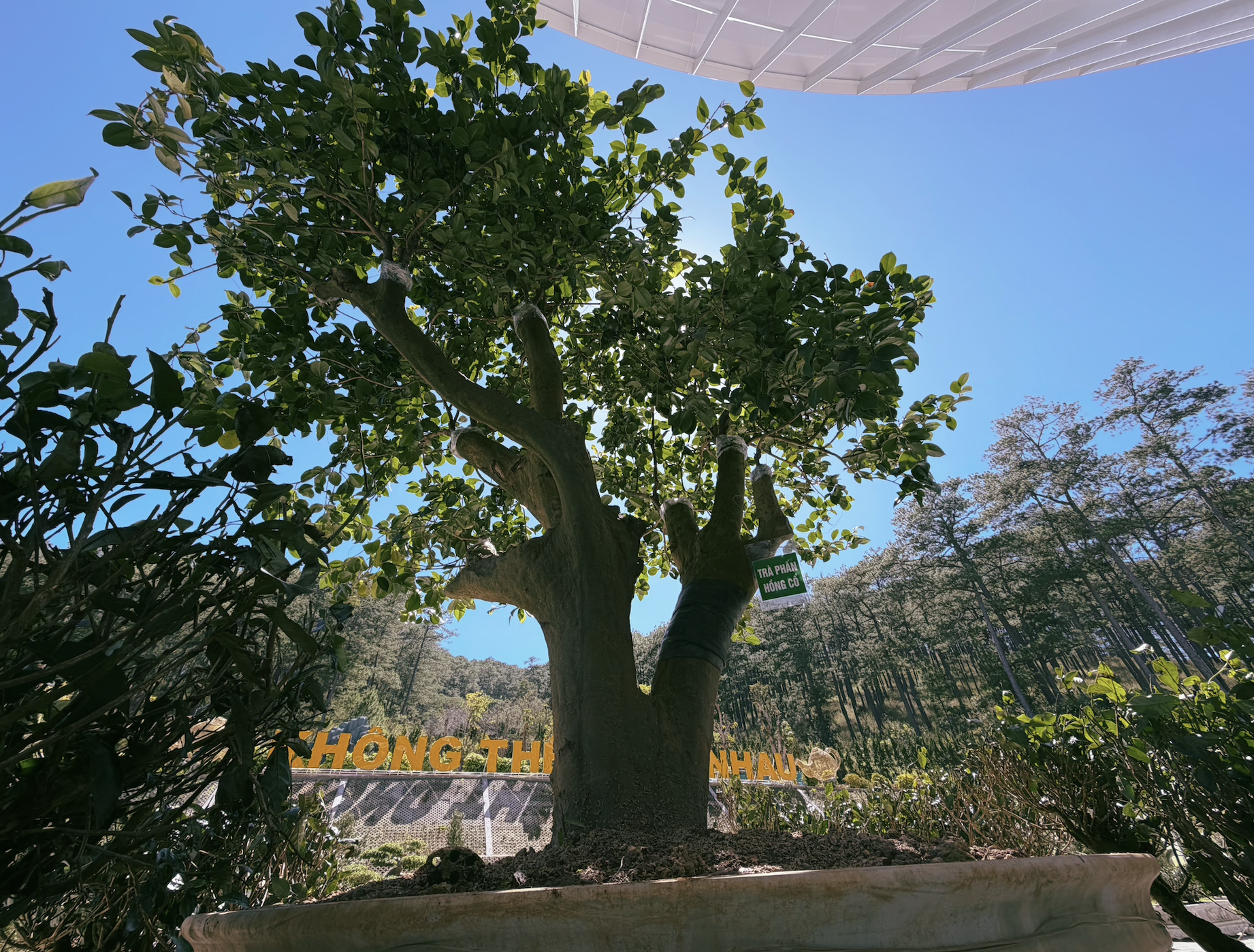 在世界地图上定位越南茶