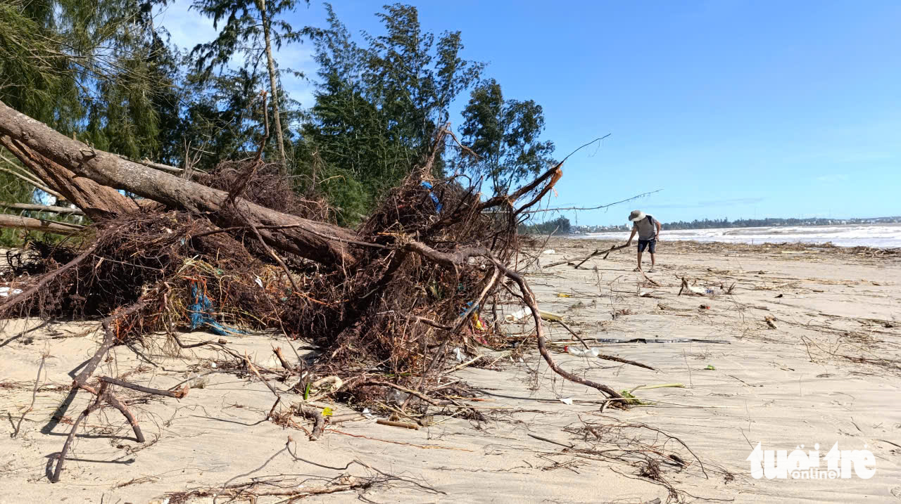 广南省海边数十年的松树被大浪连根拔起