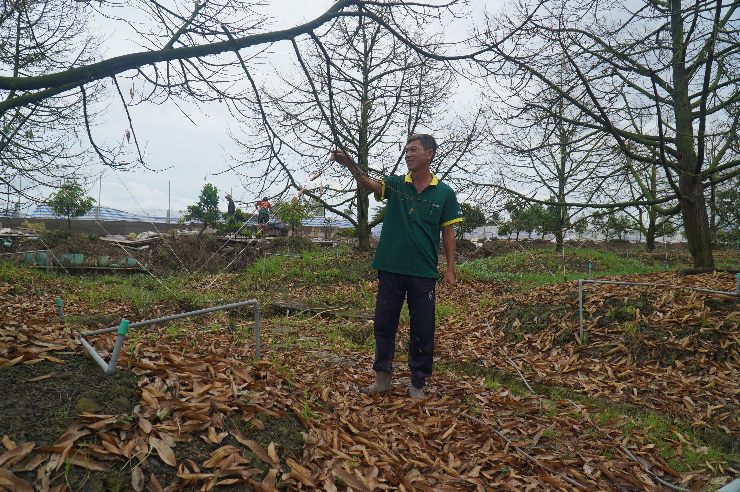 榴莲种植园主花费数十亿建造防潮墙