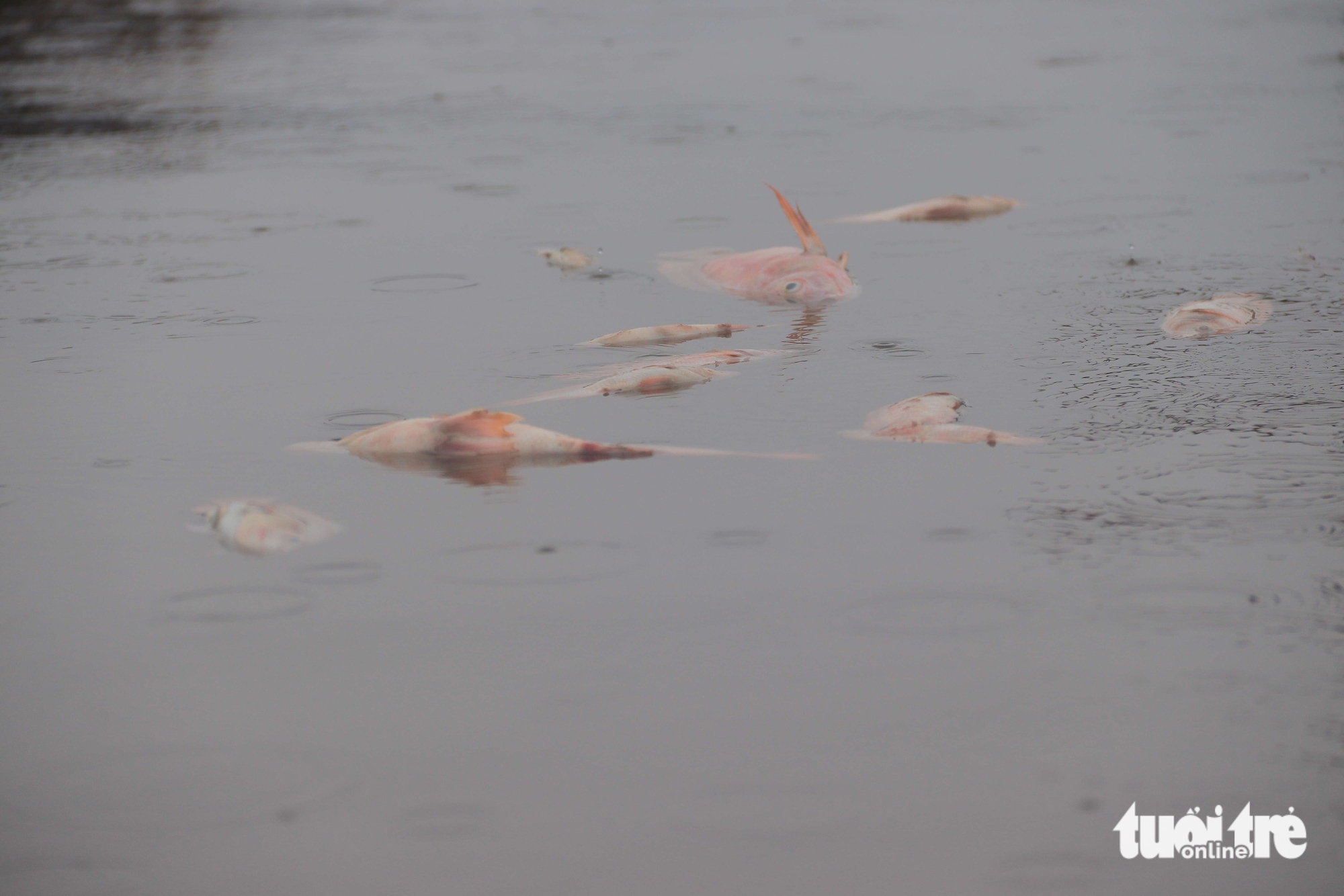 洪水导致鱼类死亡，岘港居民损失数亿